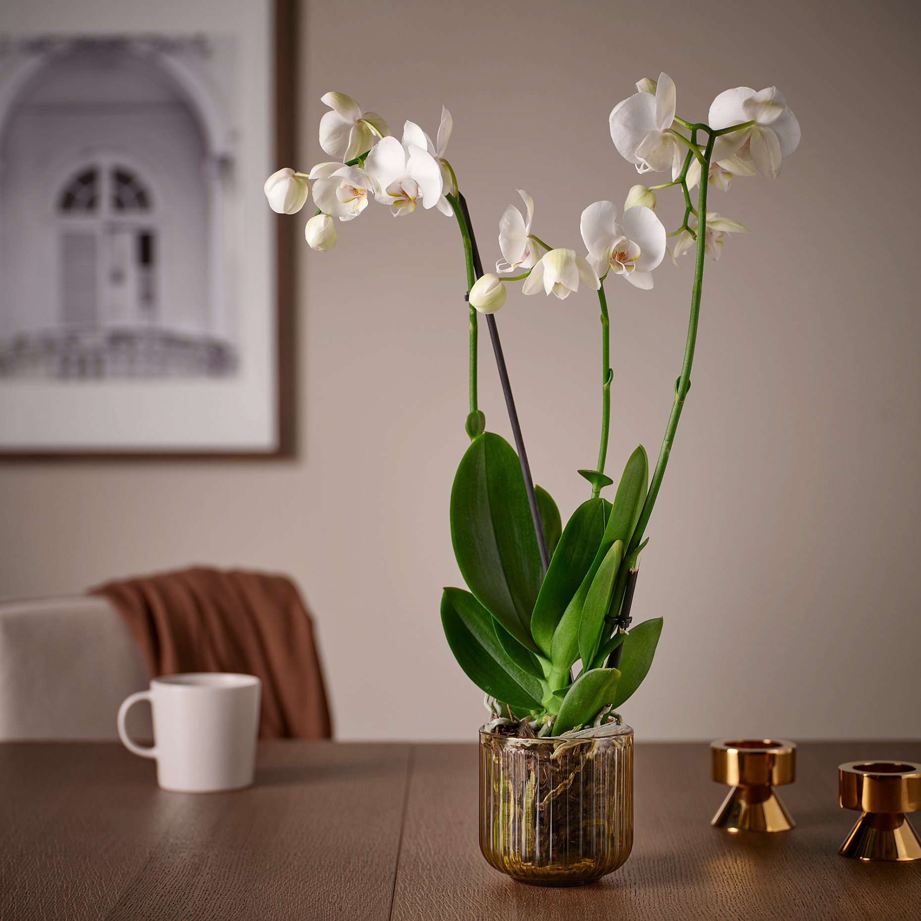 GRADVIS, κασπό εσωτερικού/εξωτερικού χώρου, 9 cm, 006.232.92