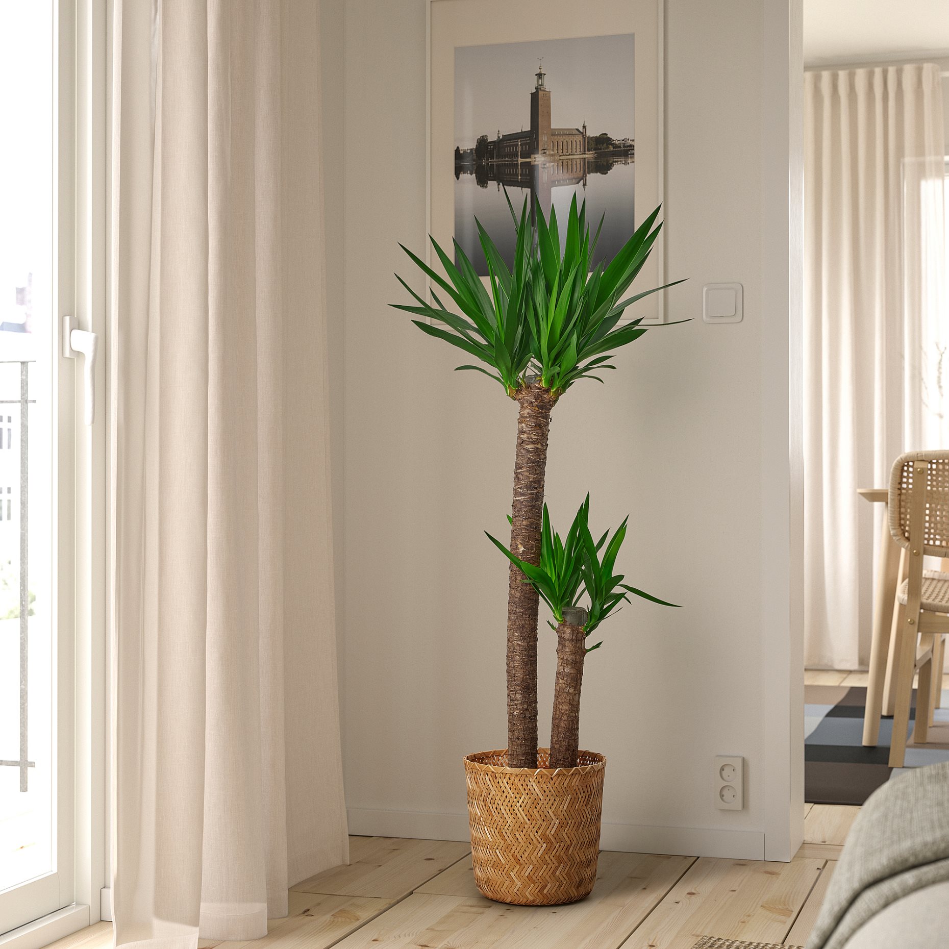 YUCCA, φυτό, 103.293.08
