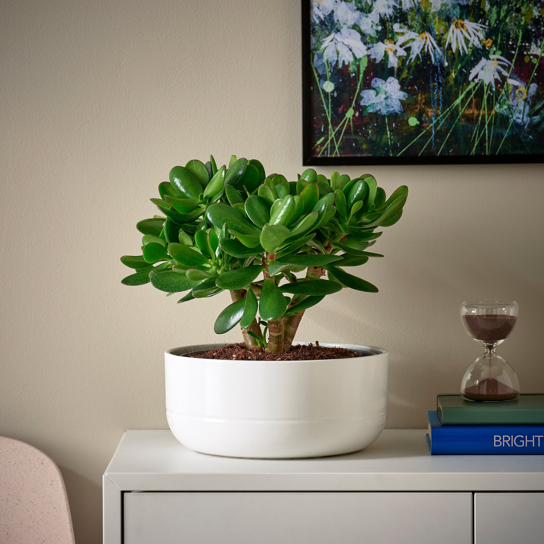 CRASSULA, φυτό σε γλάστρα με κασπό/Crassula, 22 cm, 104.853.70