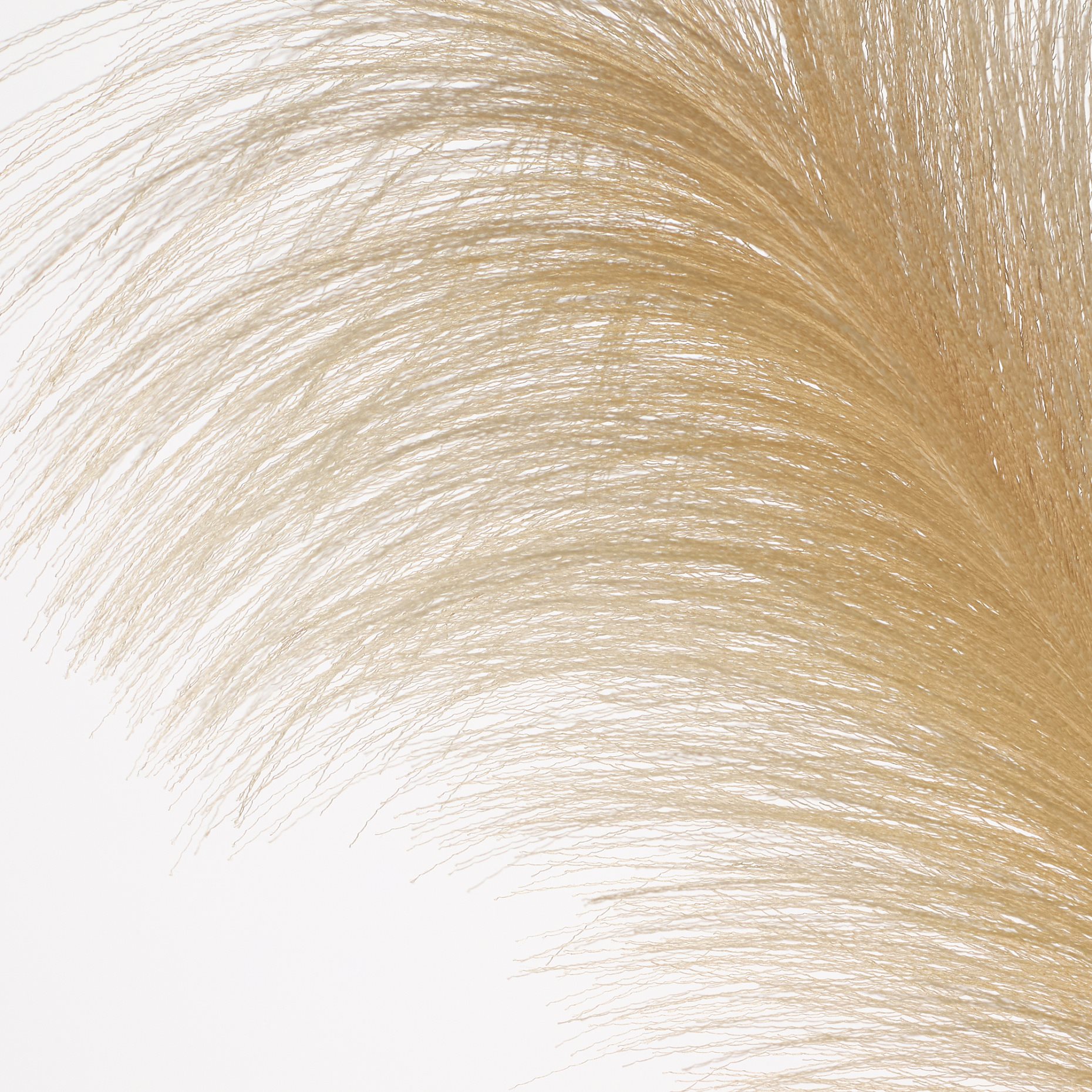 SMYCKA, τεχνητό λουλούδι/Χλόη Pampas, 86 cm, 105.303.58