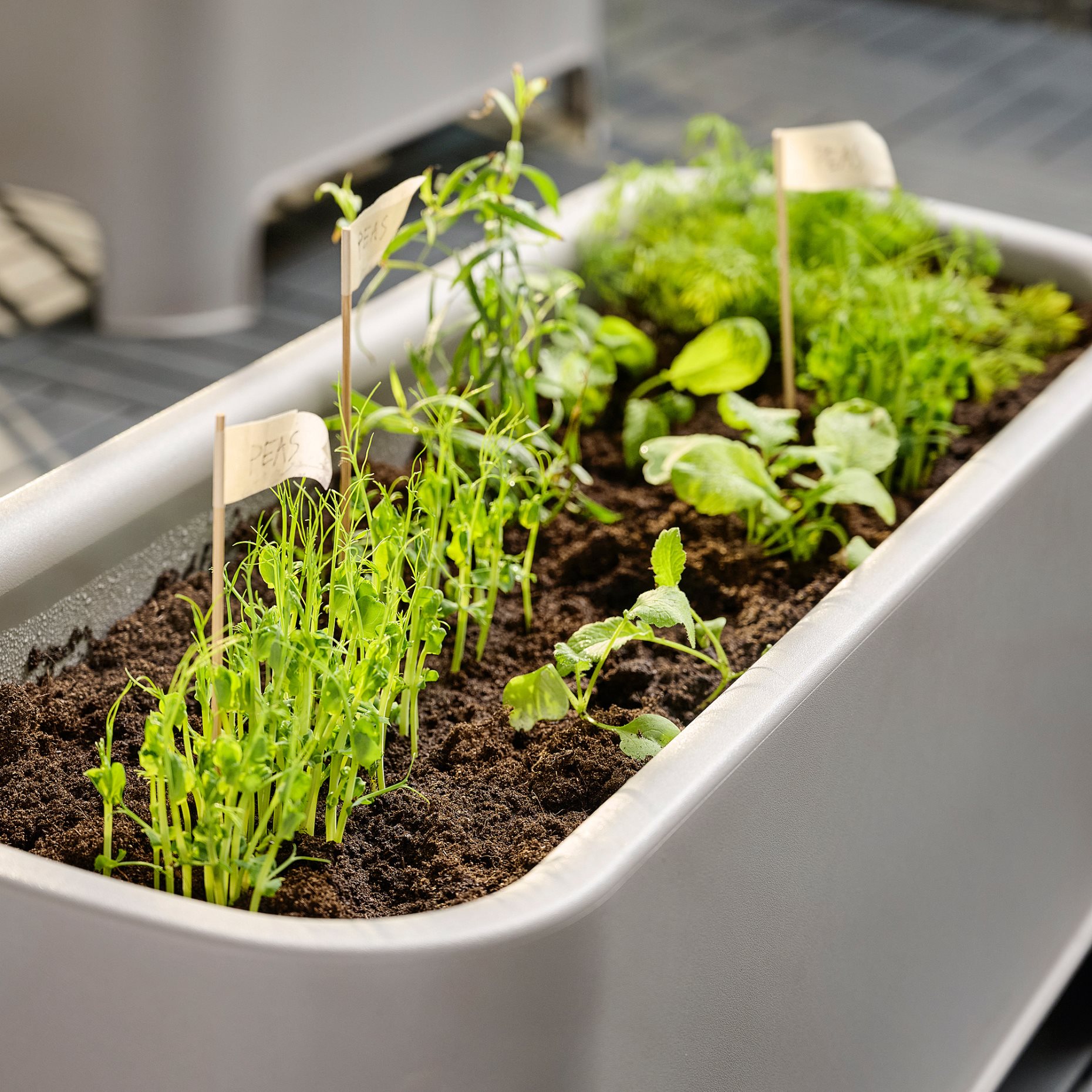 ASPAREN, planter outdoor, 89x38 cm, 105.392.69