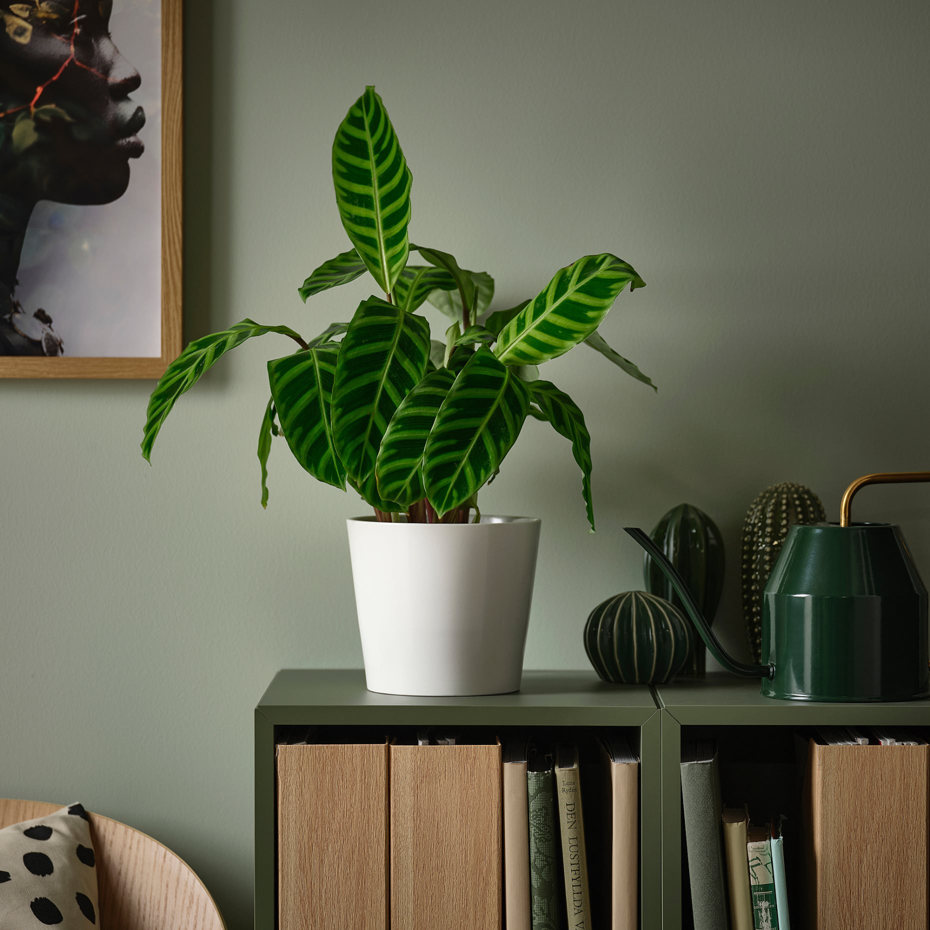 BROKSPIREA, plant pot, 12 cm, 105.986.97