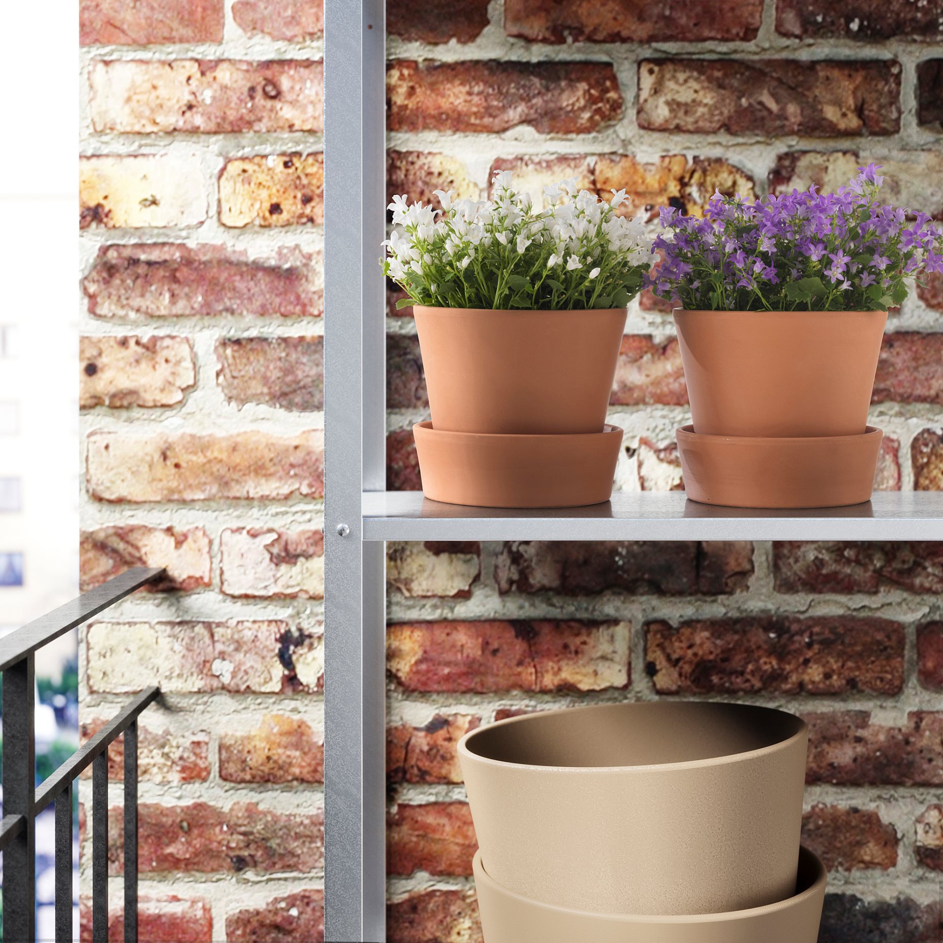 CAMPANULA, potted plant/Bell flower, 10.5 cm, 106.127.59