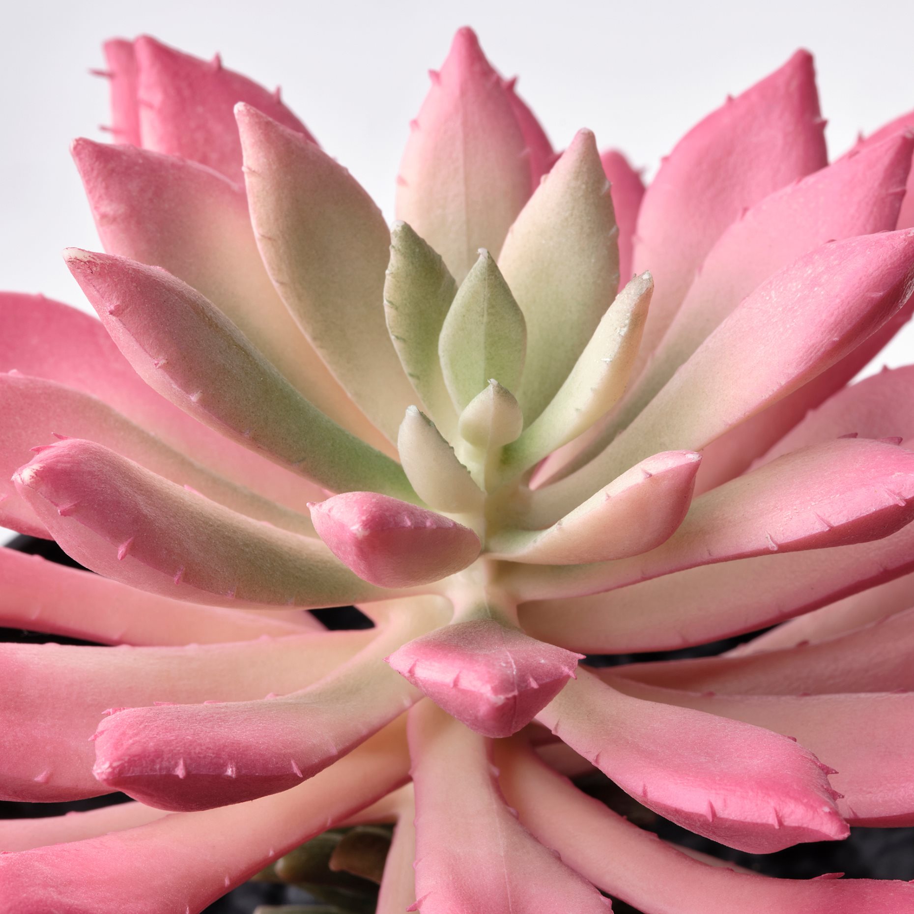 FEJKA, artificial potted plant/in/outdoor Succulent, set of 3, 205.380.14