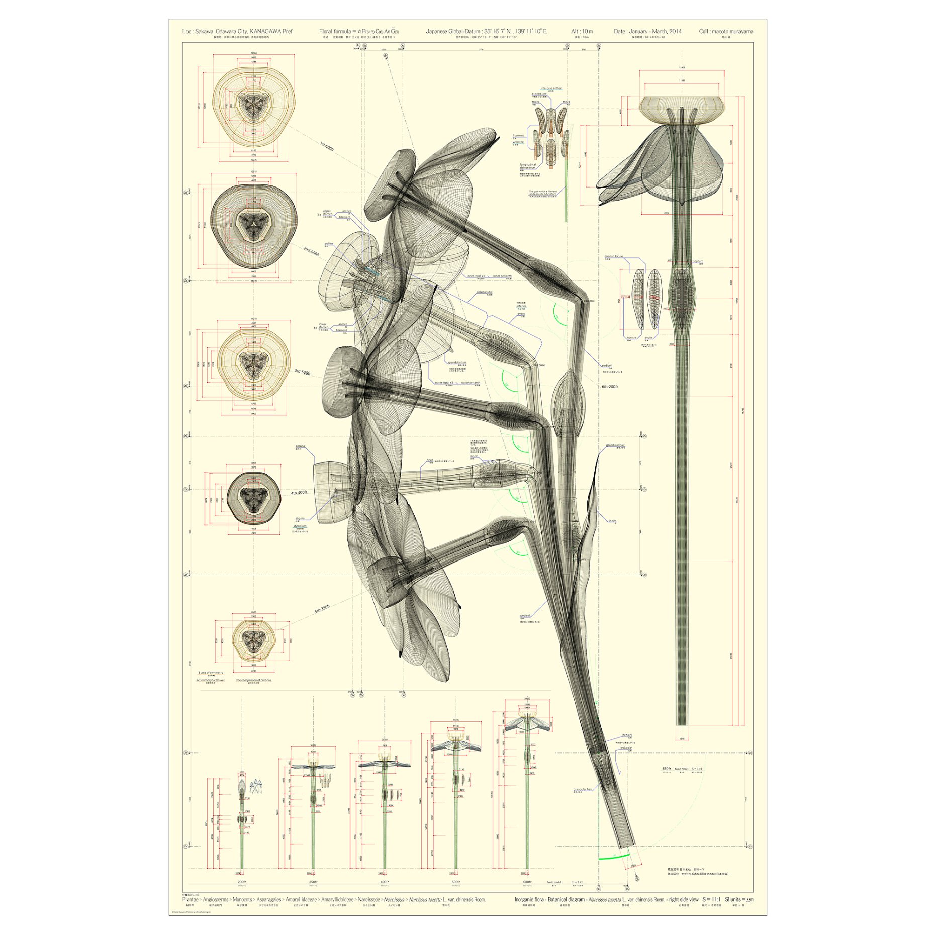 BILD, πόστερ/Νάρκισσος, 61x91 cm, 305.788.82
