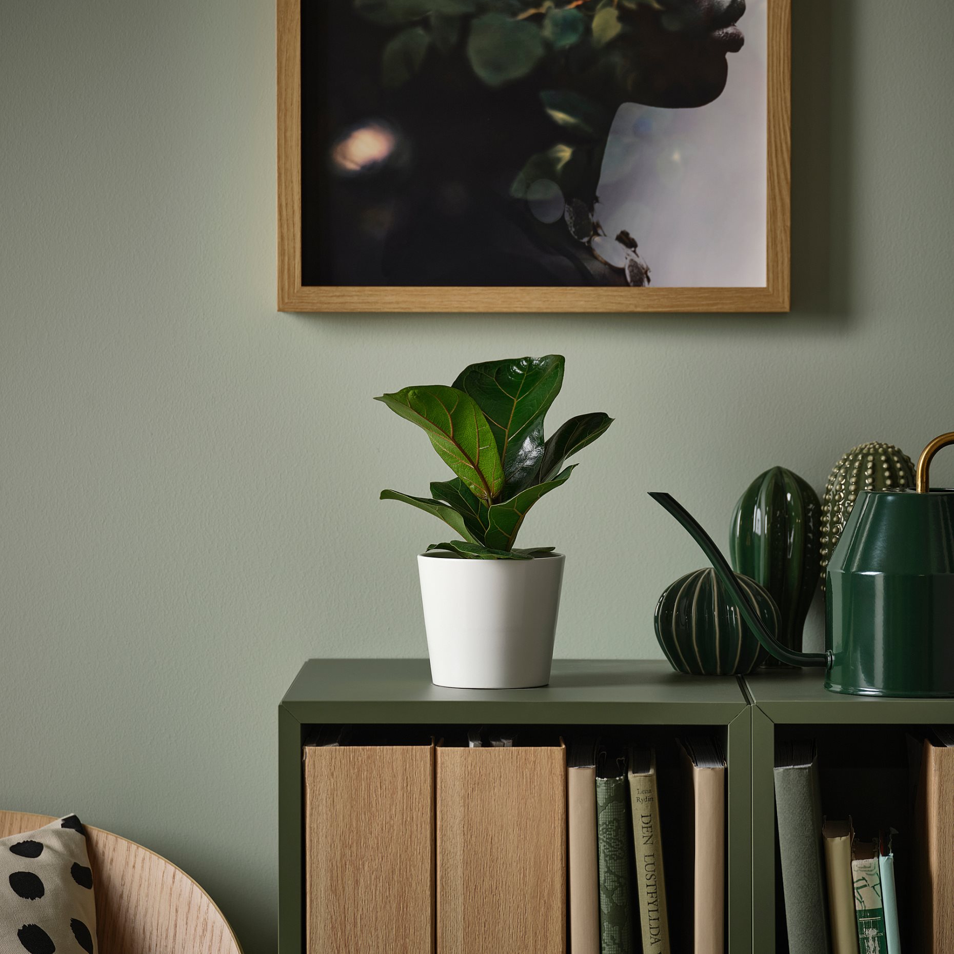 FICUS LYRATA, φυτό σε γλάστρα/Φίκος Λυράτα Bambino, 9 cm, 305.986.82