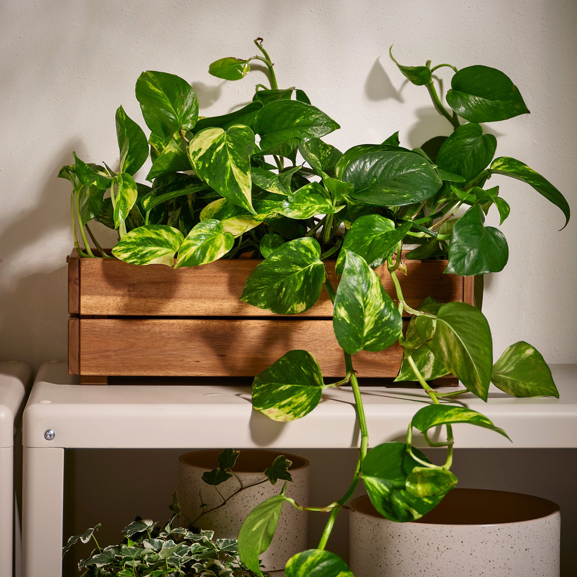 STJÄRNANIS, ζαρντινιέρα εξωτερικού χώρου, 43x15 cm, 306.120.27