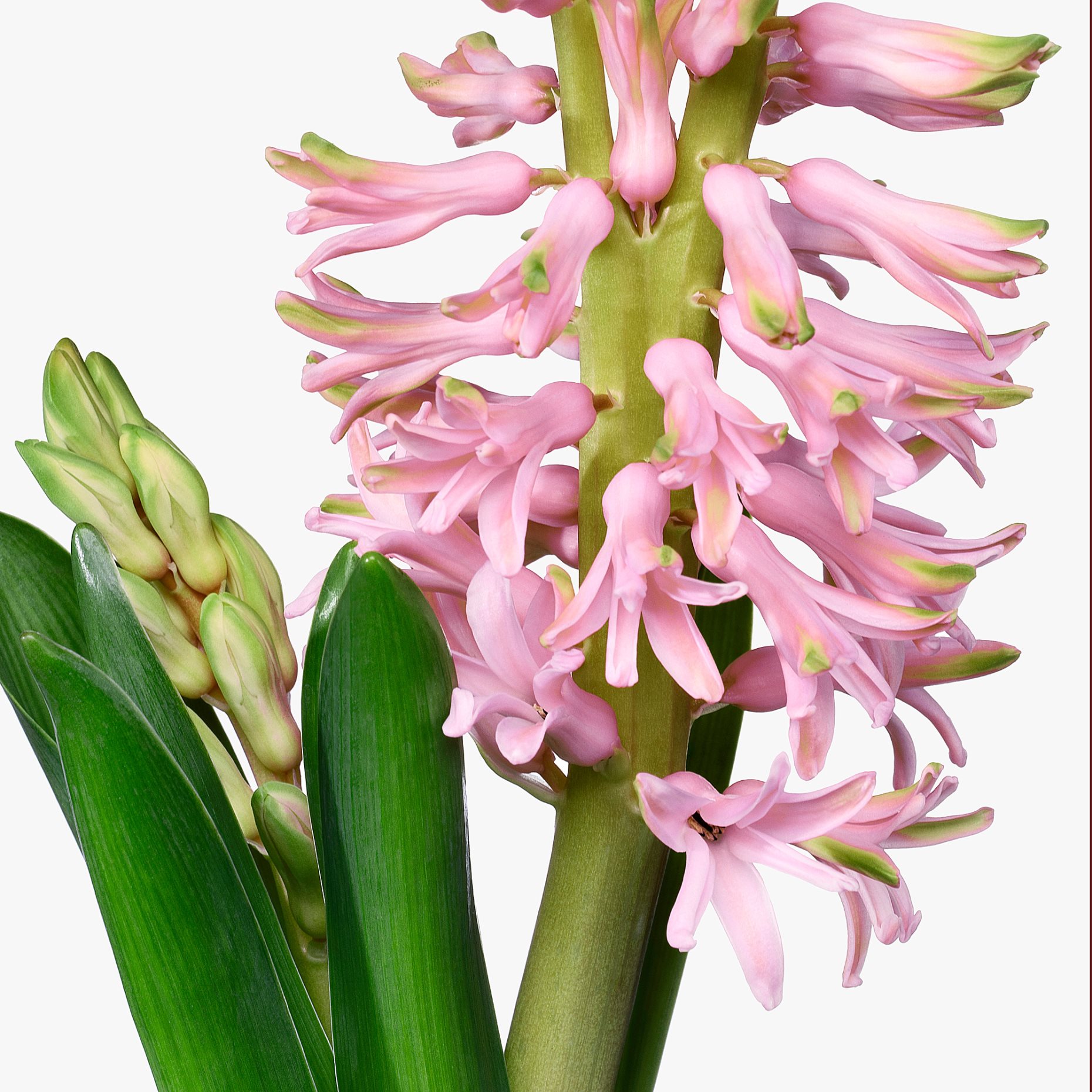 HYACINTHUS, potted plant, 12 cm, 306.127.63