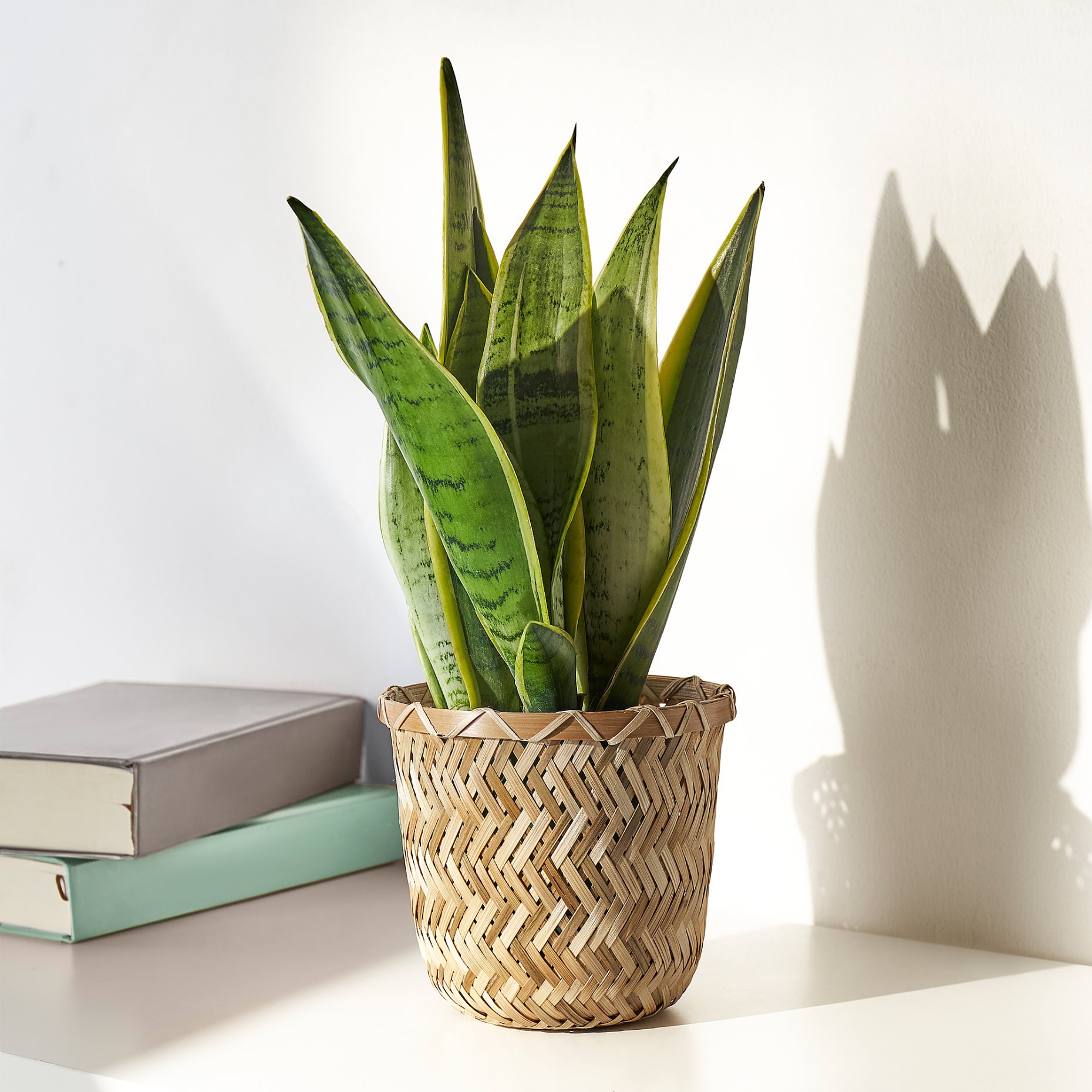 KLYNNON, plant pot handmade , 12 cm, 405.164.07