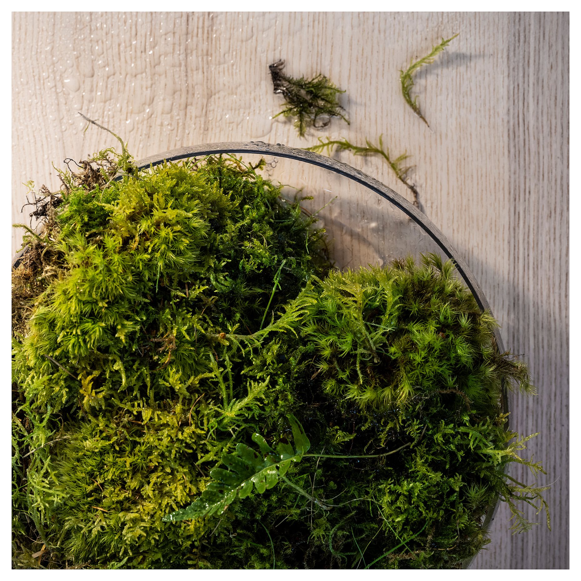 SILKESTRÄD, αρωματικό κερί σε κεραμικό βάζο/δροσιά & βρύα, 45 ώρες, 405.703.95