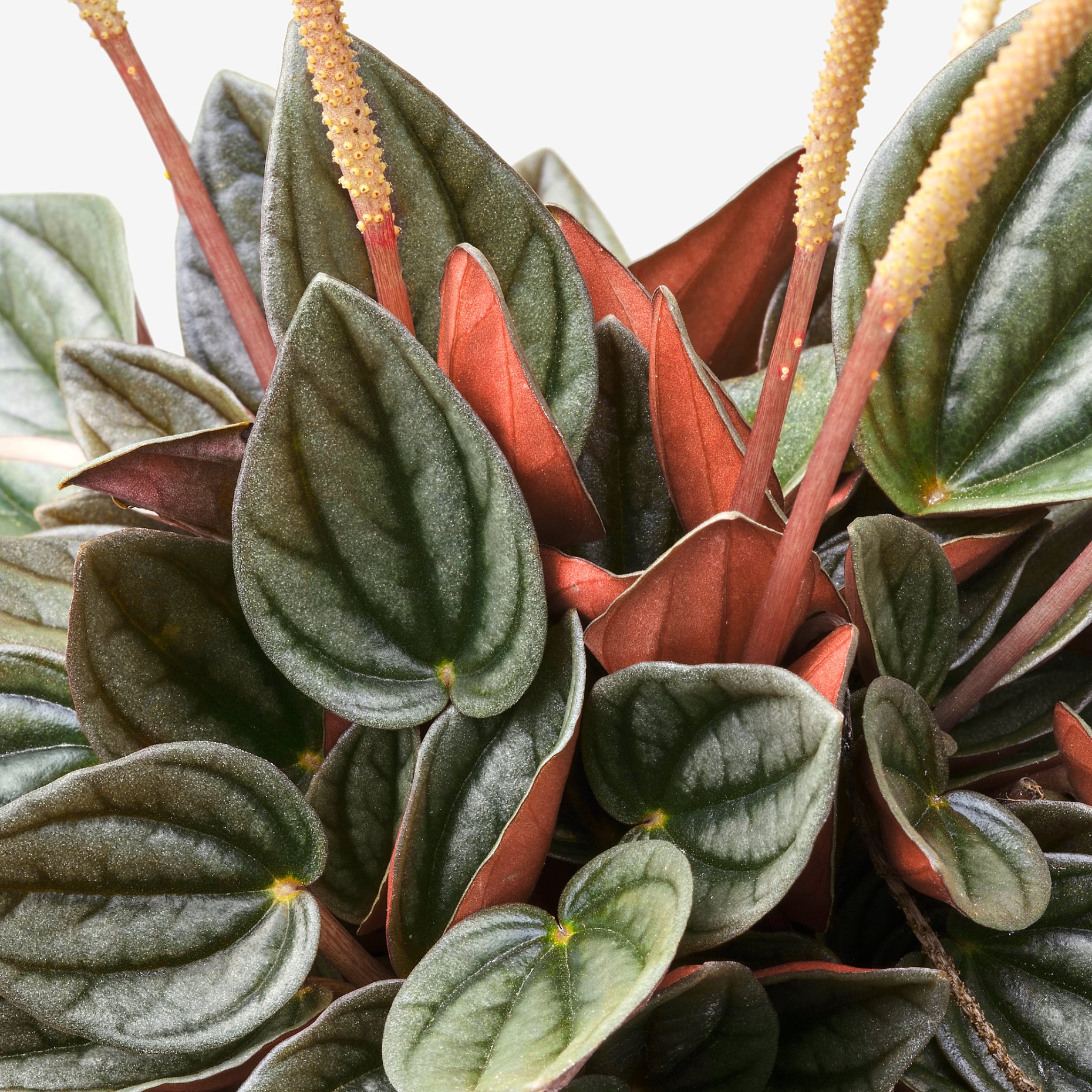 PEPEROMIA, φυτό σε γλάστρα, 12 cm, 405.751.28