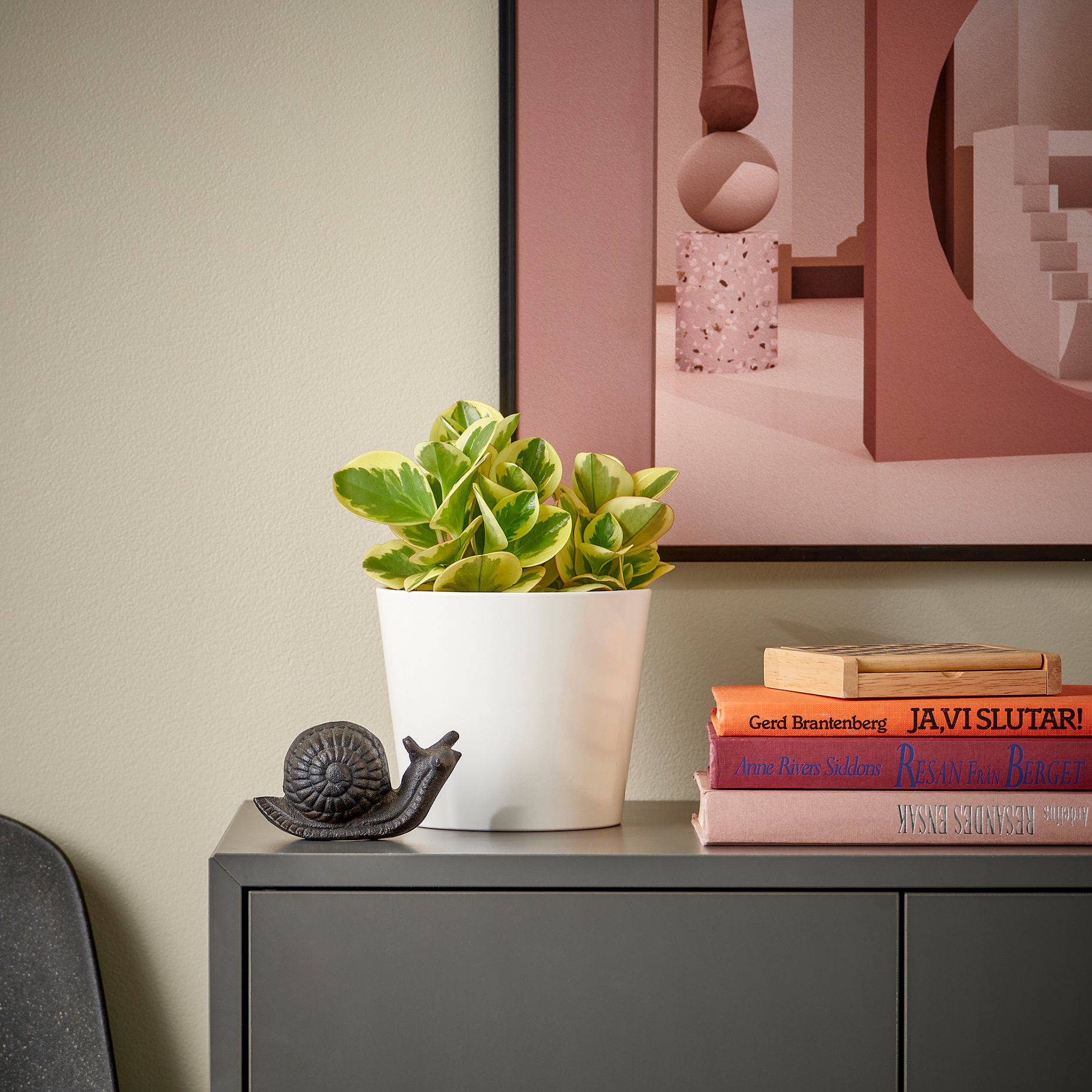 PEPEROMIA, φυτό σε γλάστρα, 12 cm, 405.751.28