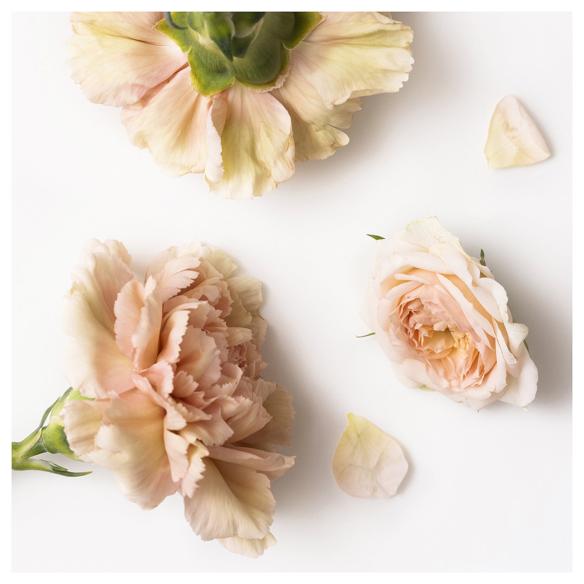 RÄFFELBJÖRK, scented candle in glass with lid/2 wicks/Rose & carnation,, 406.181.80