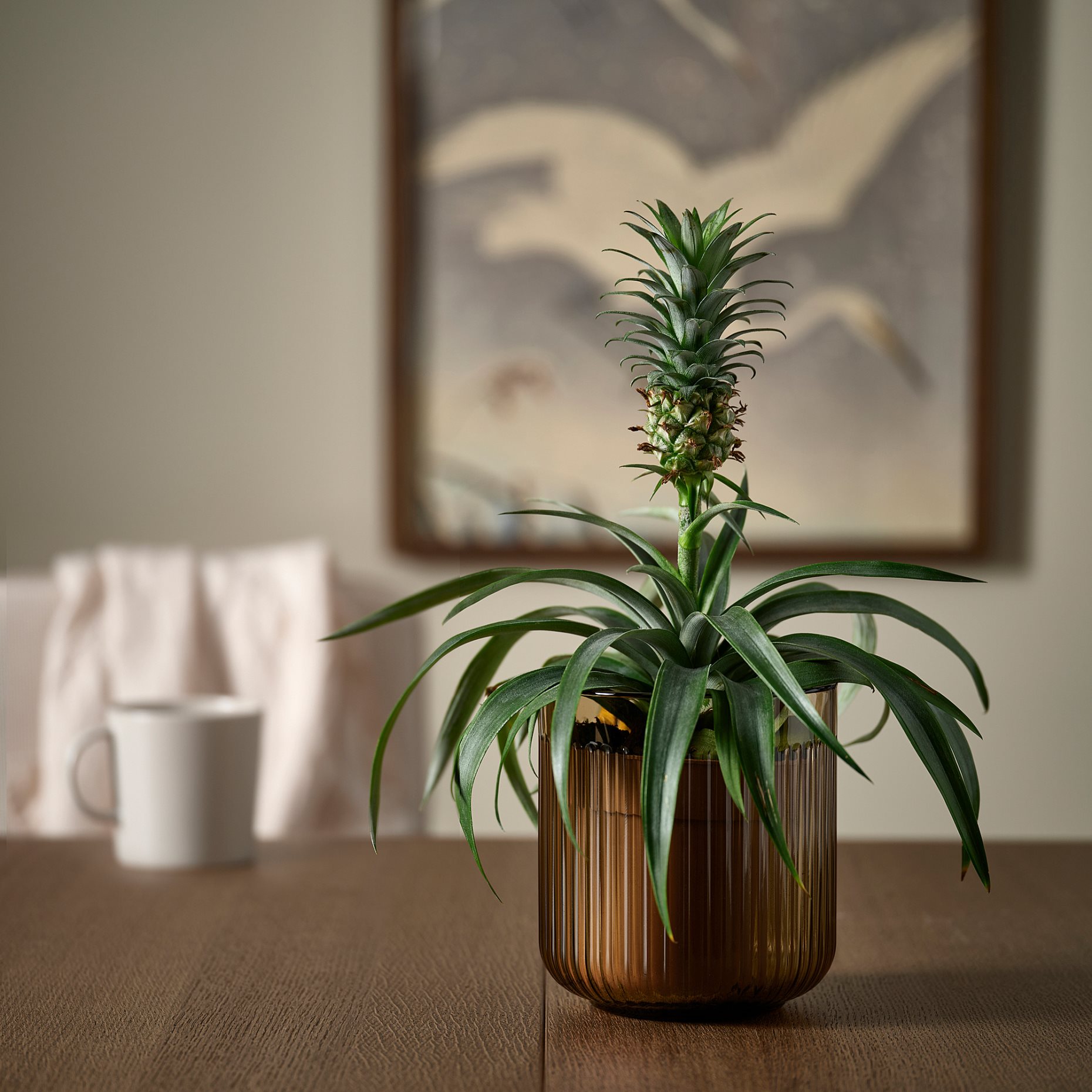 GRADVIS, κασπό εσωτερικού/εξωτερικού χώρου, 12 cm, 406.232.90