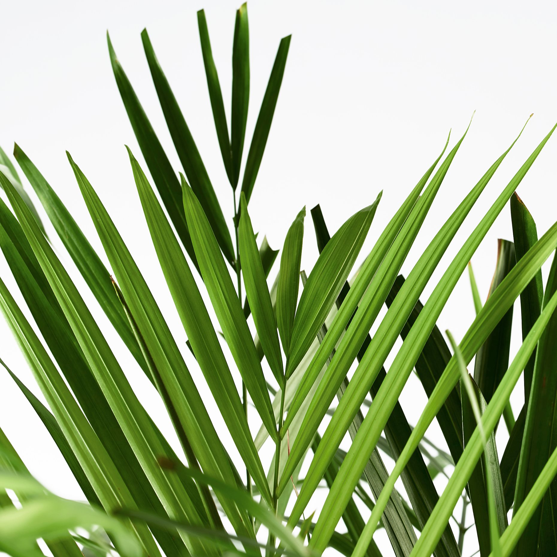 DYPSIS, potted plant, Areca palm, 468.040.05