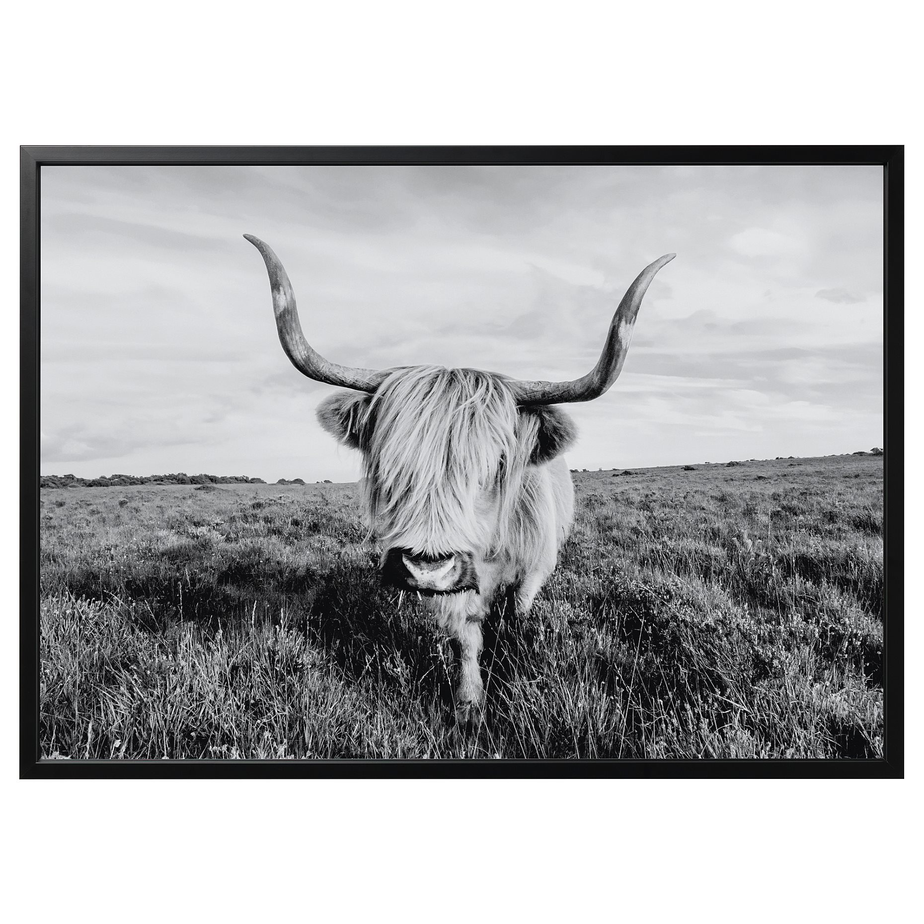 BJÖRKSTA, picture with frame/curious cow, 140x100 cm, 495.089.12