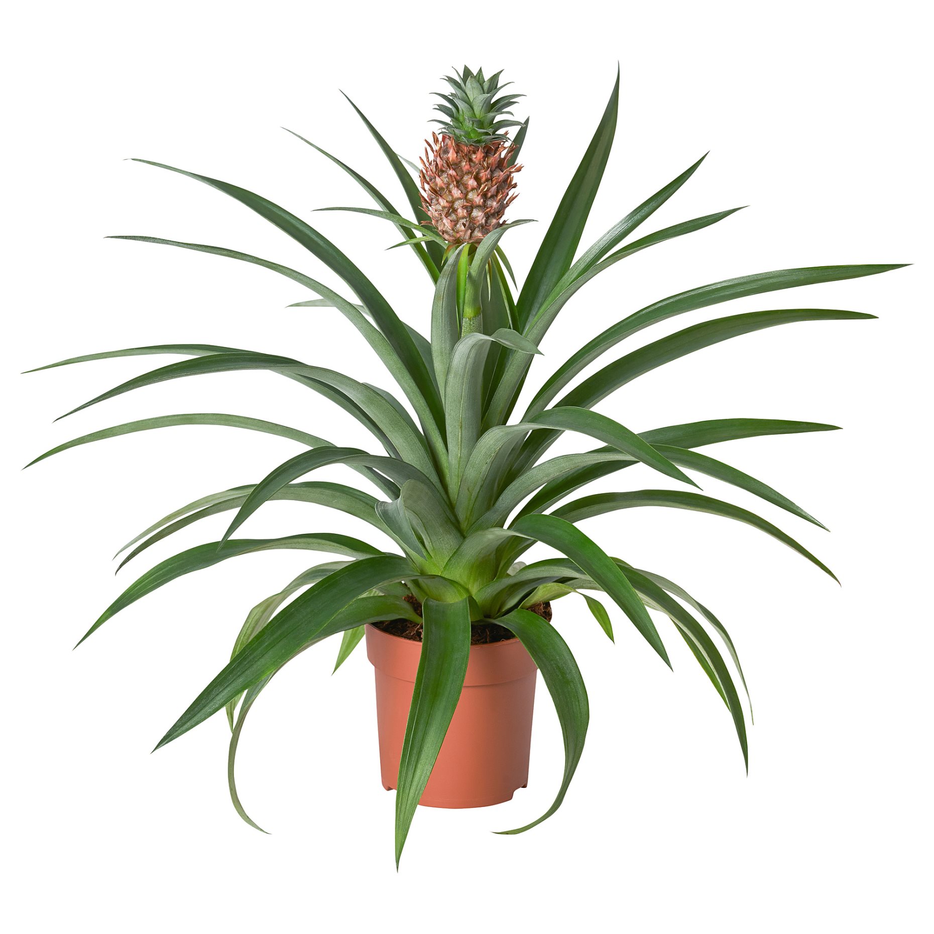 ANANAS, φυτό σε γλάστρα/Ανανάς, 12 cm, 505.281.79