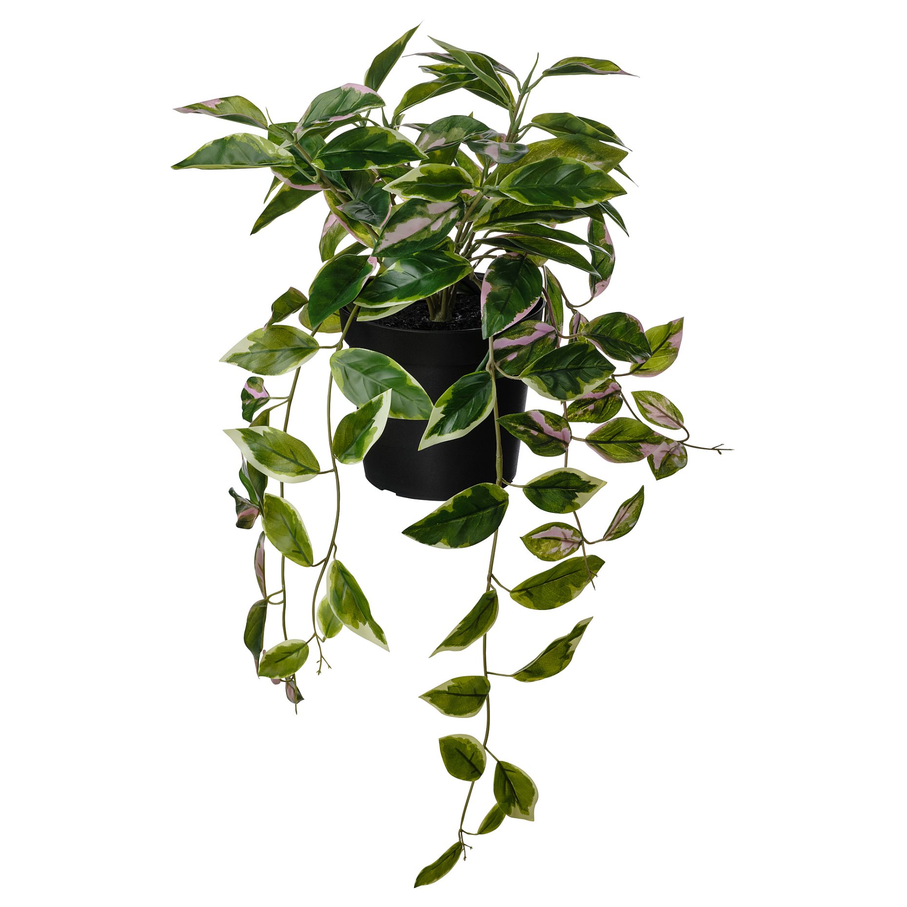 FEJKA, artificial potted plant/in/outdoor Wax plant/hanging, 15 cm, 505.379.99