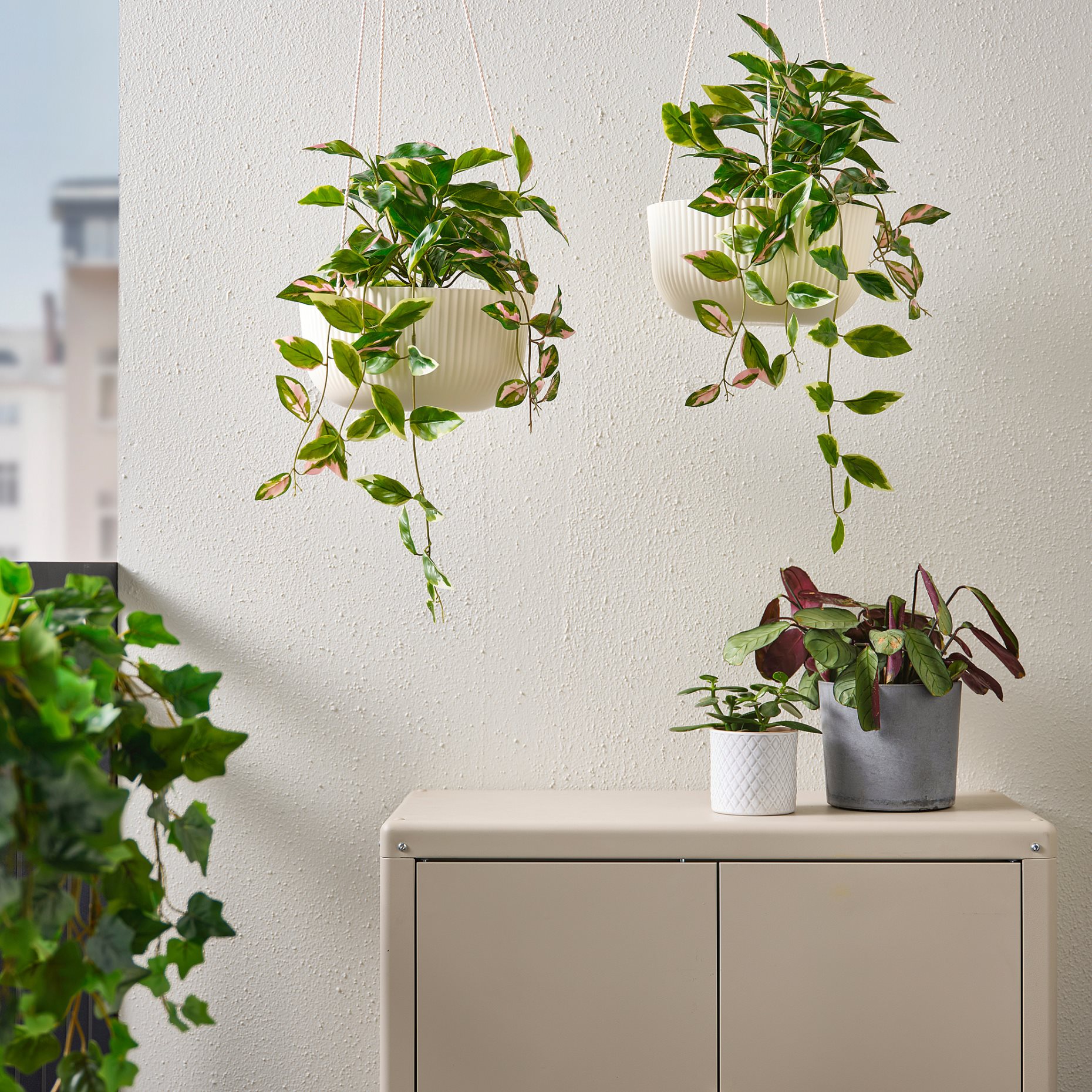 FEJKA, artificial potted plant/in/outdoor Wax plant/hanging, 15 cm, 505.379.99