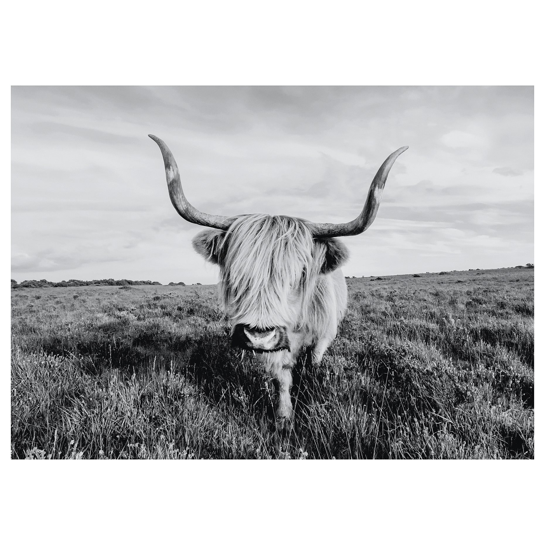 BJÖRKSTA, picture/curious cow, 140x100 cm, 505.549.03