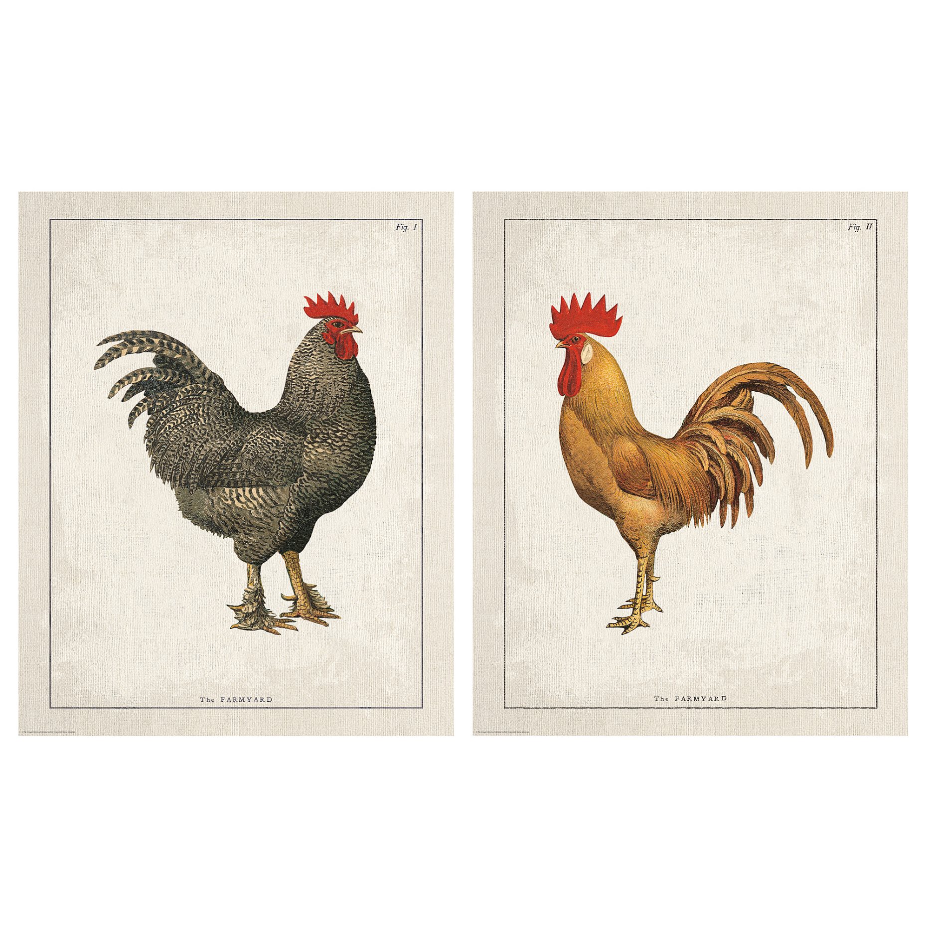 BILD, poster/Farmyard roosters/2 pack, 40x50 cm, 505.606.40