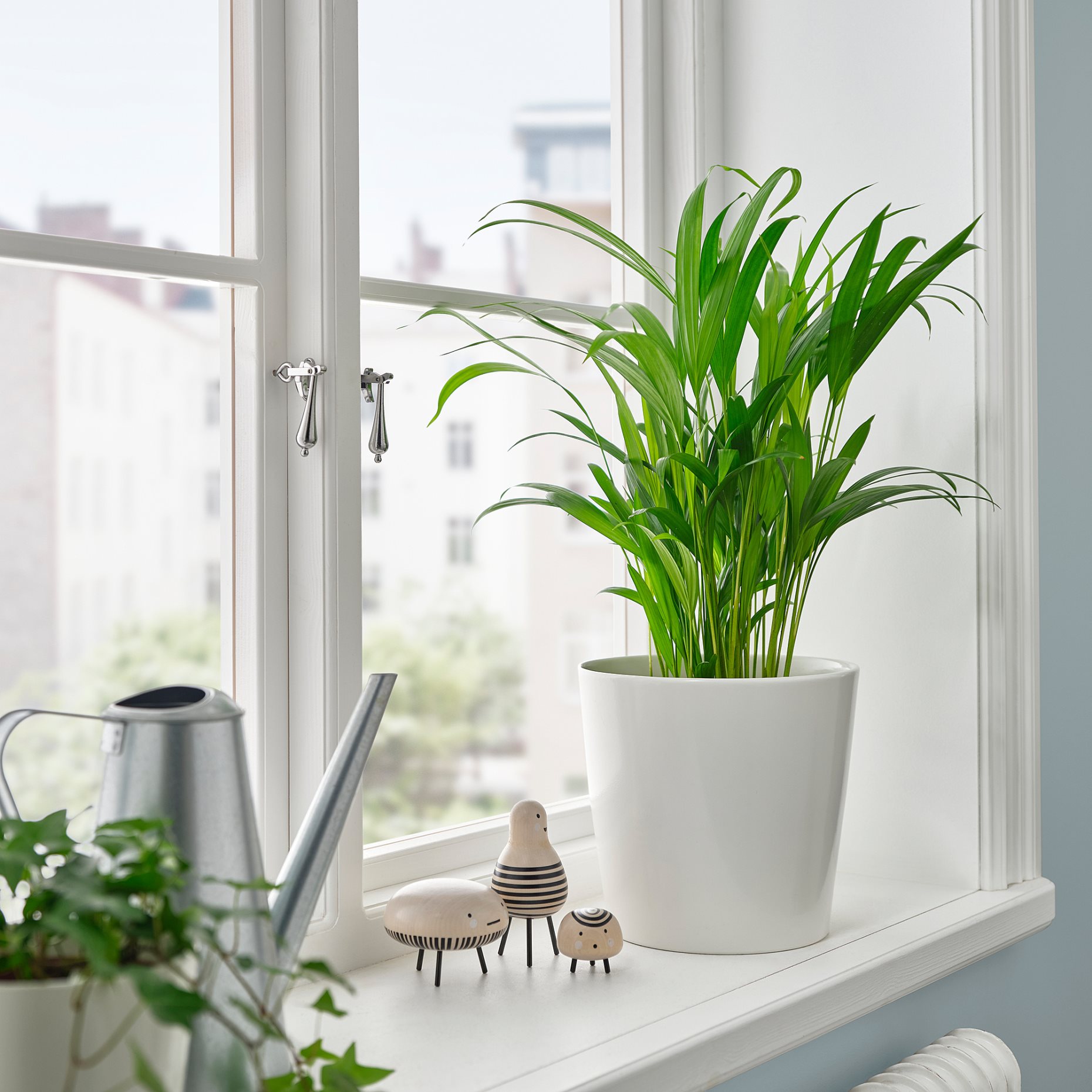 DYPSIS LUTESCENS, φυτό σε γλάστρα/αρέκα, 17 cm, 505.986.95