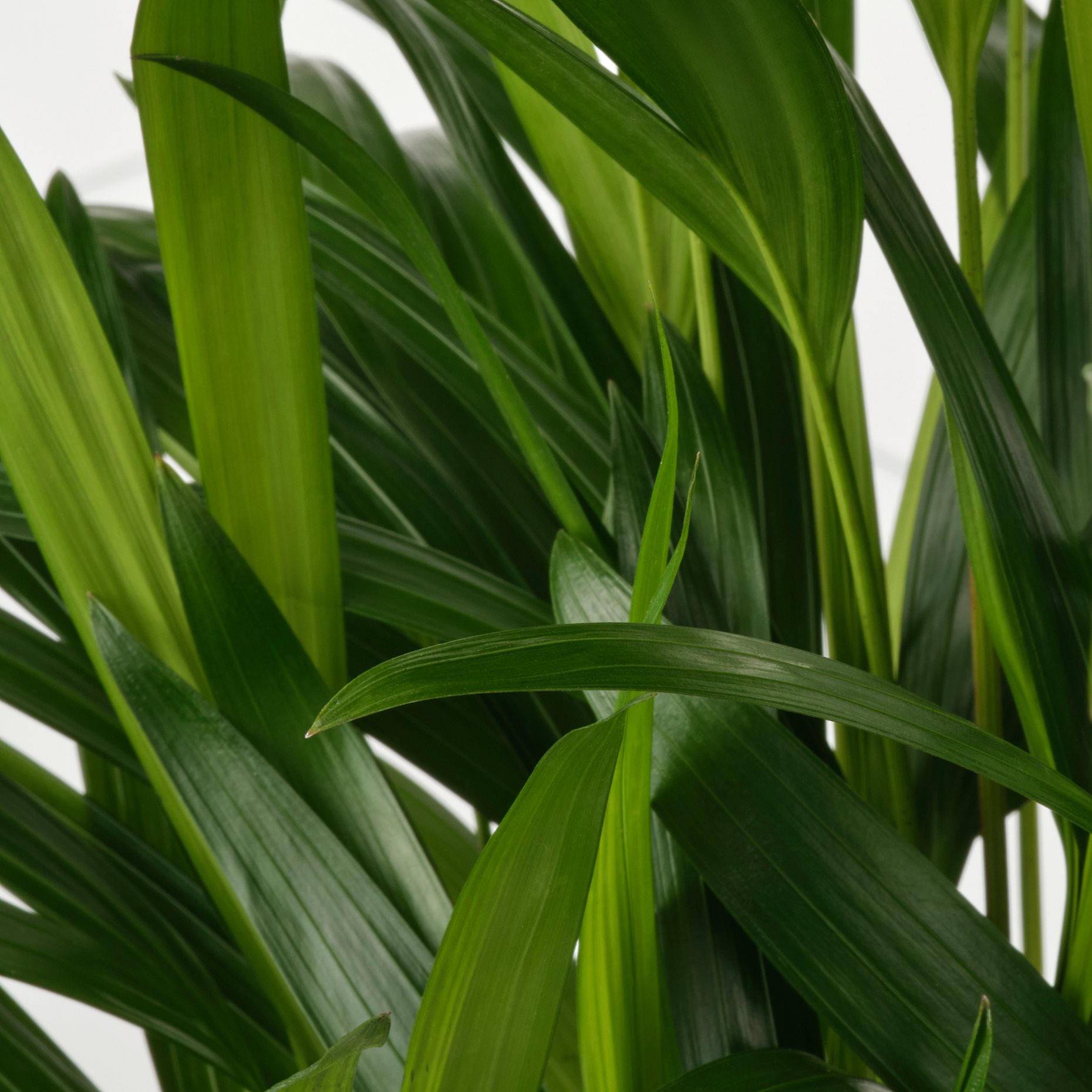 DYPSIS LUTESCENS, φυτό σε γλάστρα/αρέκα, 17 cm, 505.986.95