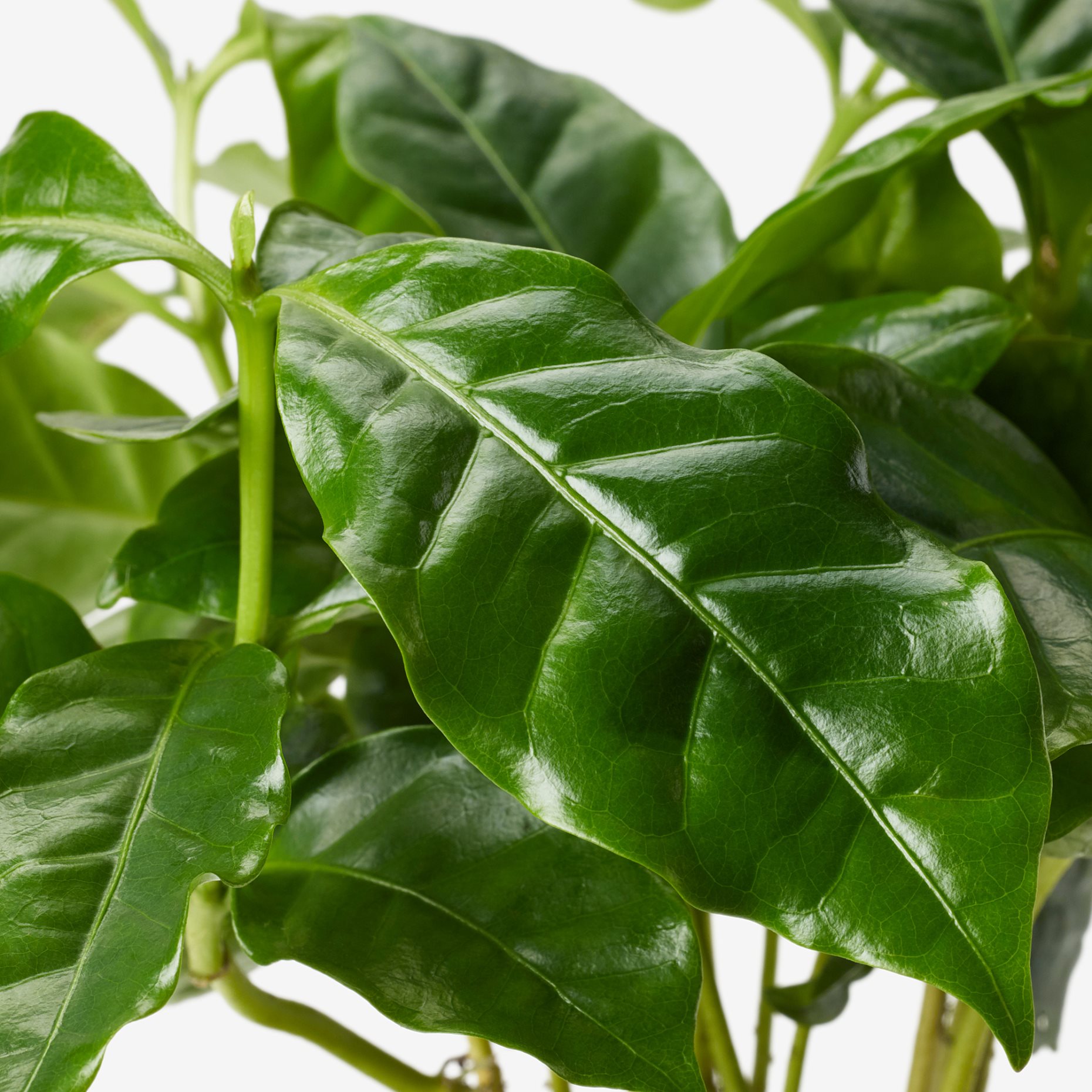 COFFEA ARABICA, φυτό σε γλάστρα/φυτό καφέ, 9 cm, 605.834.34