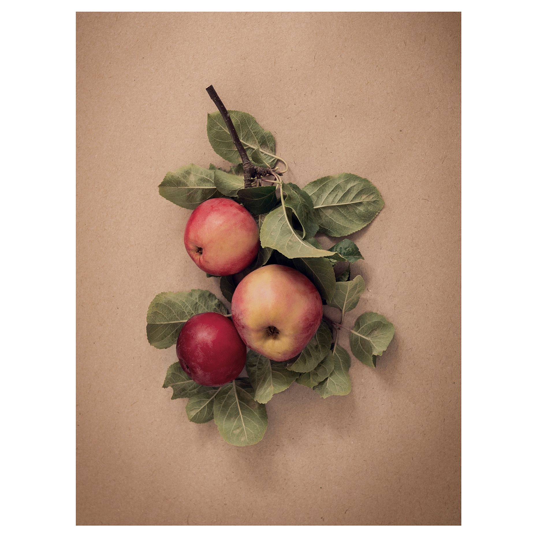 PJÄTTERYD, picture/leaves with apples, 30x40 cm, 605.835.61