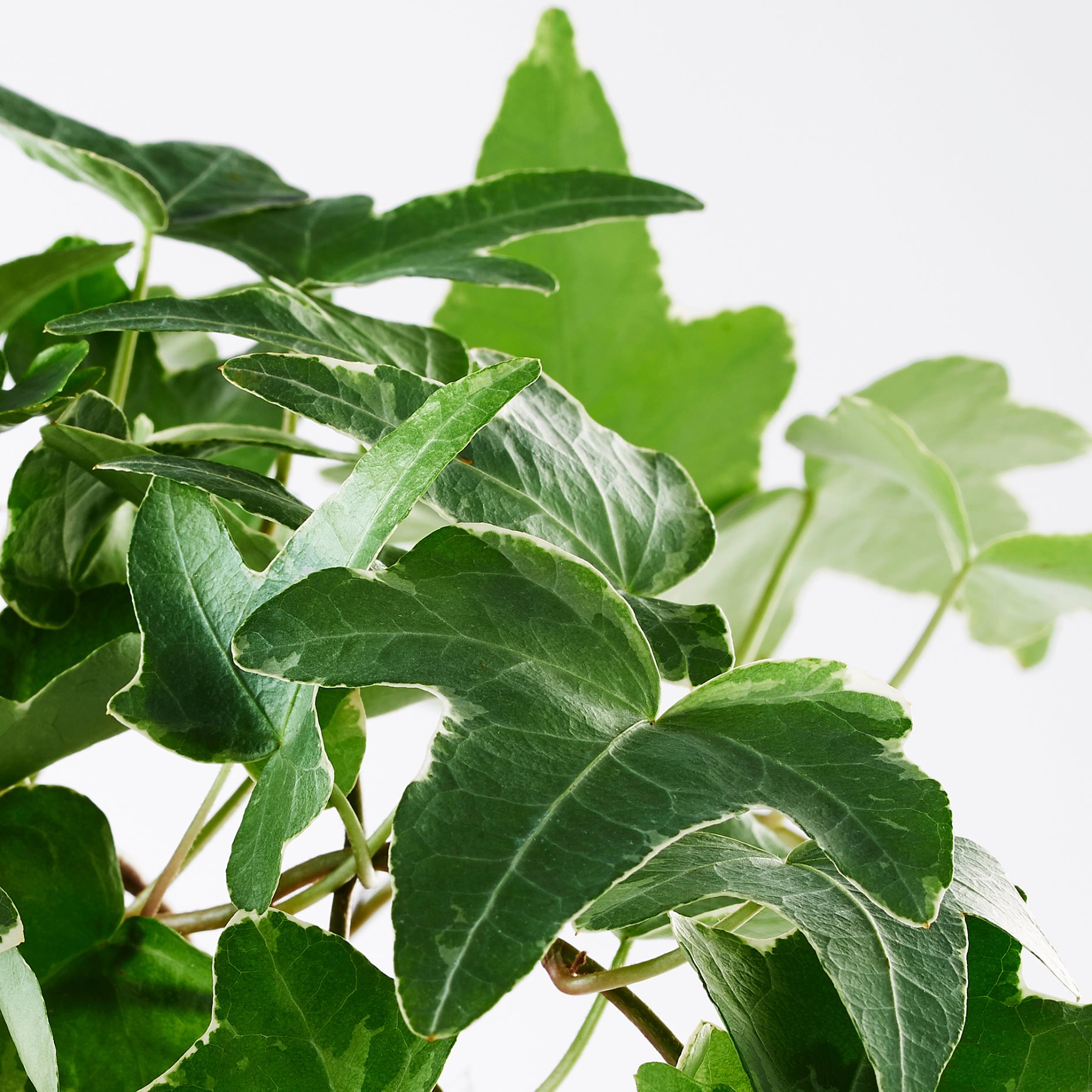HEDERA HELIX, potted plant, Ivy, 668.040.47
