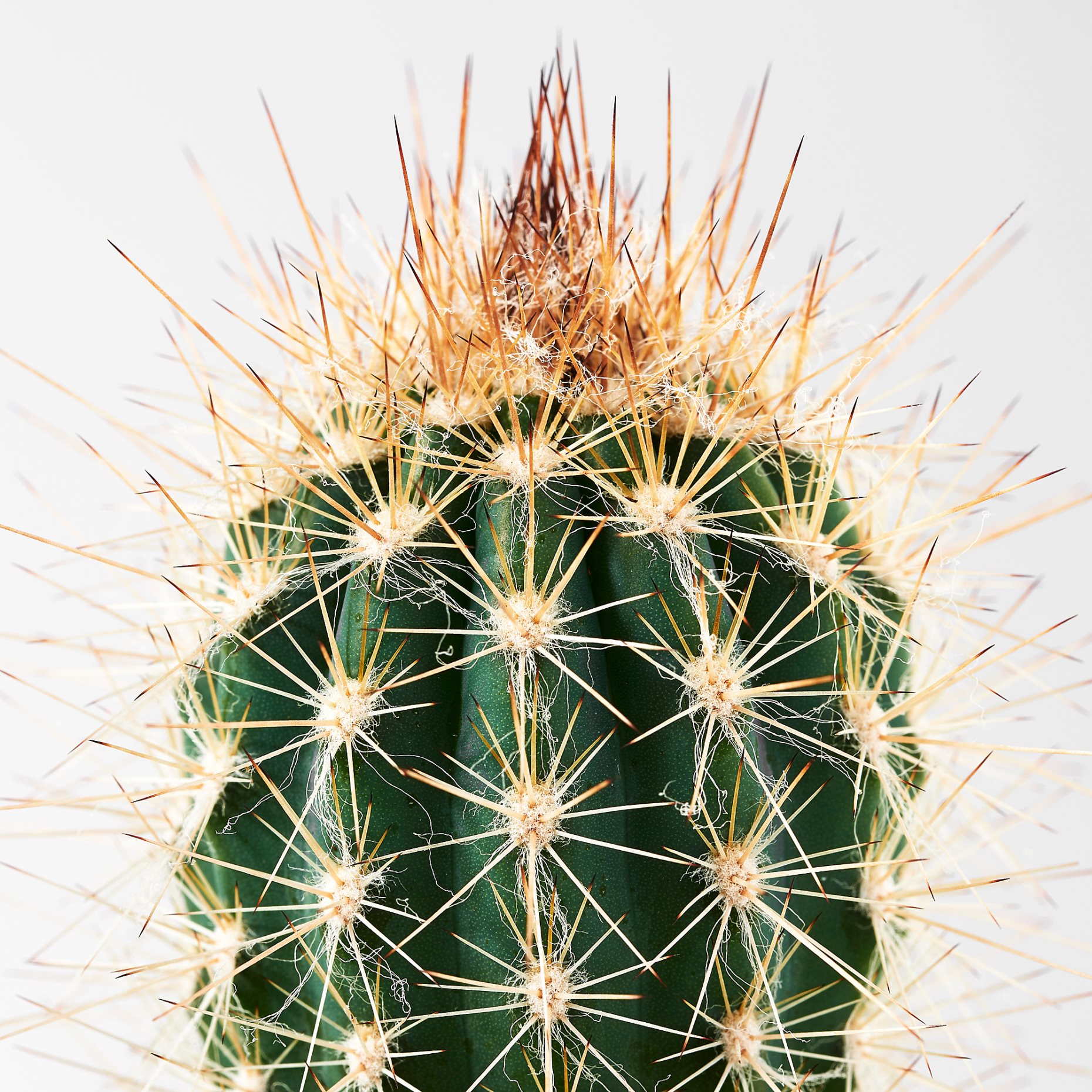 CACTACEAE, φυτό σε γλάστρα με κασπό, κάκτος , 3 τεμ., 704.020.32