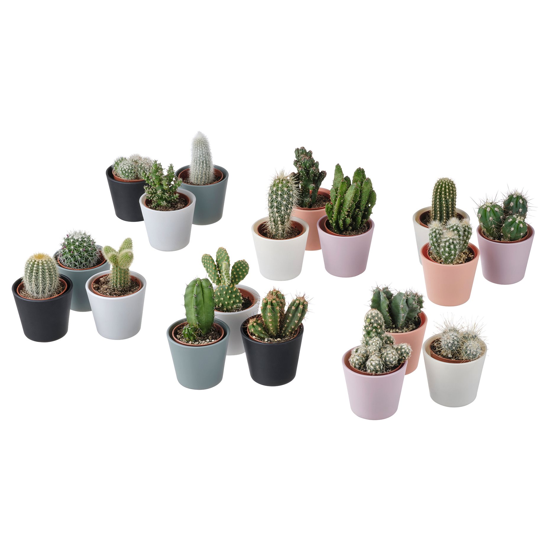 CACTACEAE, φυτό σε γλάστρα με κασπό, κάκτος , 3 τεμ., 704.020.32