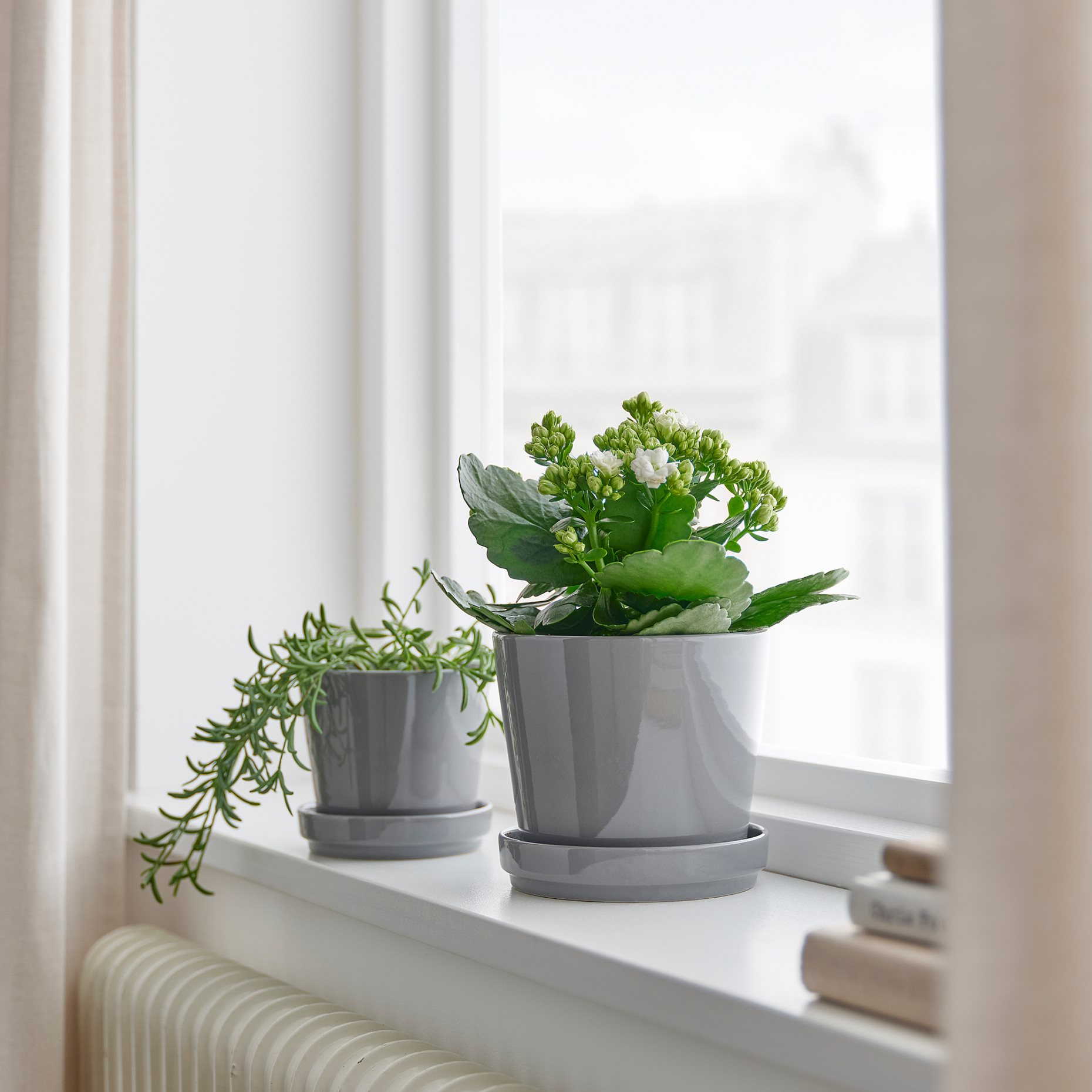 KALANCHOE, potted plant/Flaming Katy, 10.5 cm, 705.751.55