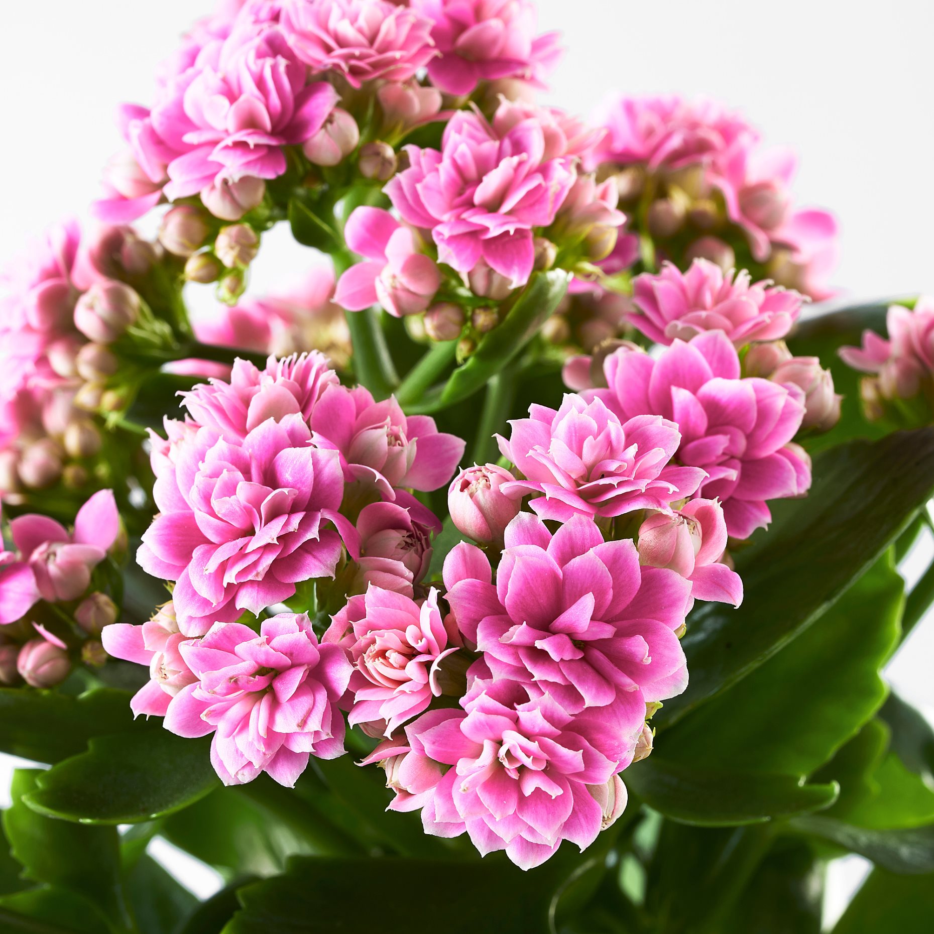 KALANCHOE, potted plant/Flaming Katy, 10.5 cm, 705.751.55