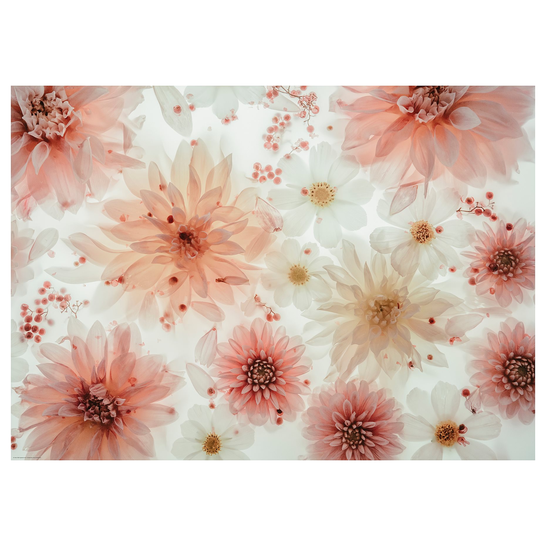 BILD, poster/flowers-transparent, 70x50 cm, 705.788.80
