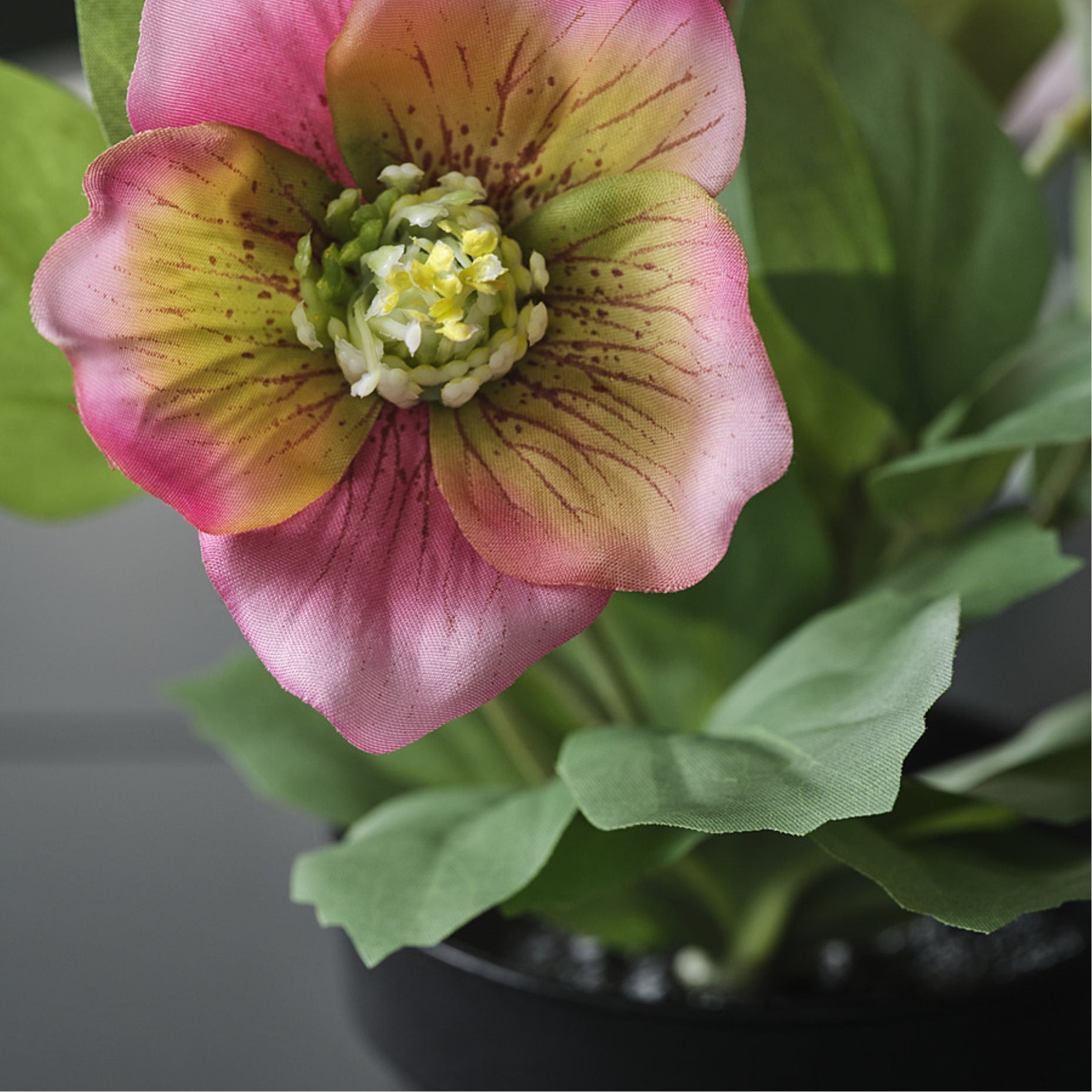 FEJKA, artificial potted plant in/outdoor/Christmas rose, 9 cm, 706.373.18