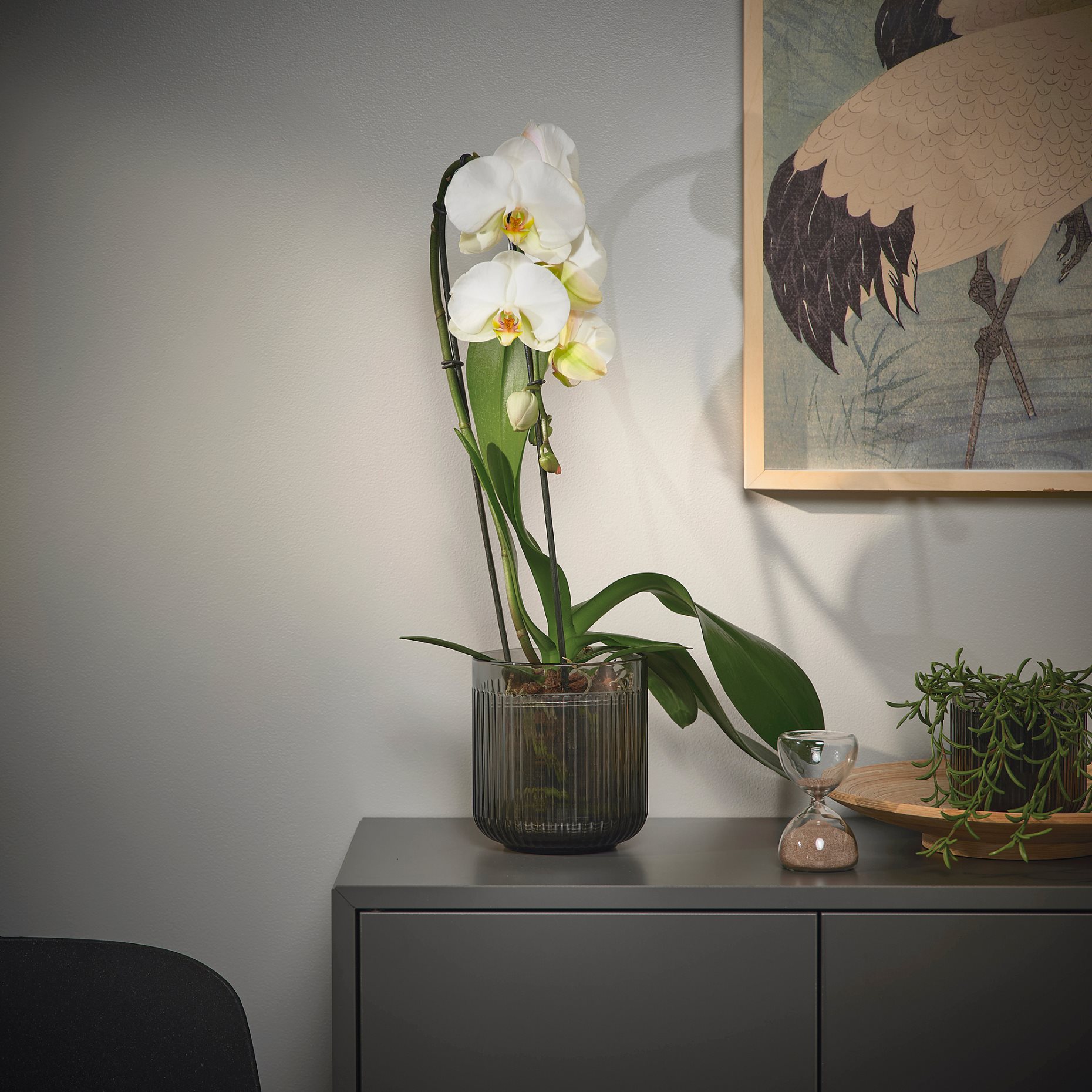 PHALAENOPSIS, Φυτό, Ορχιδέα, 803.291.64