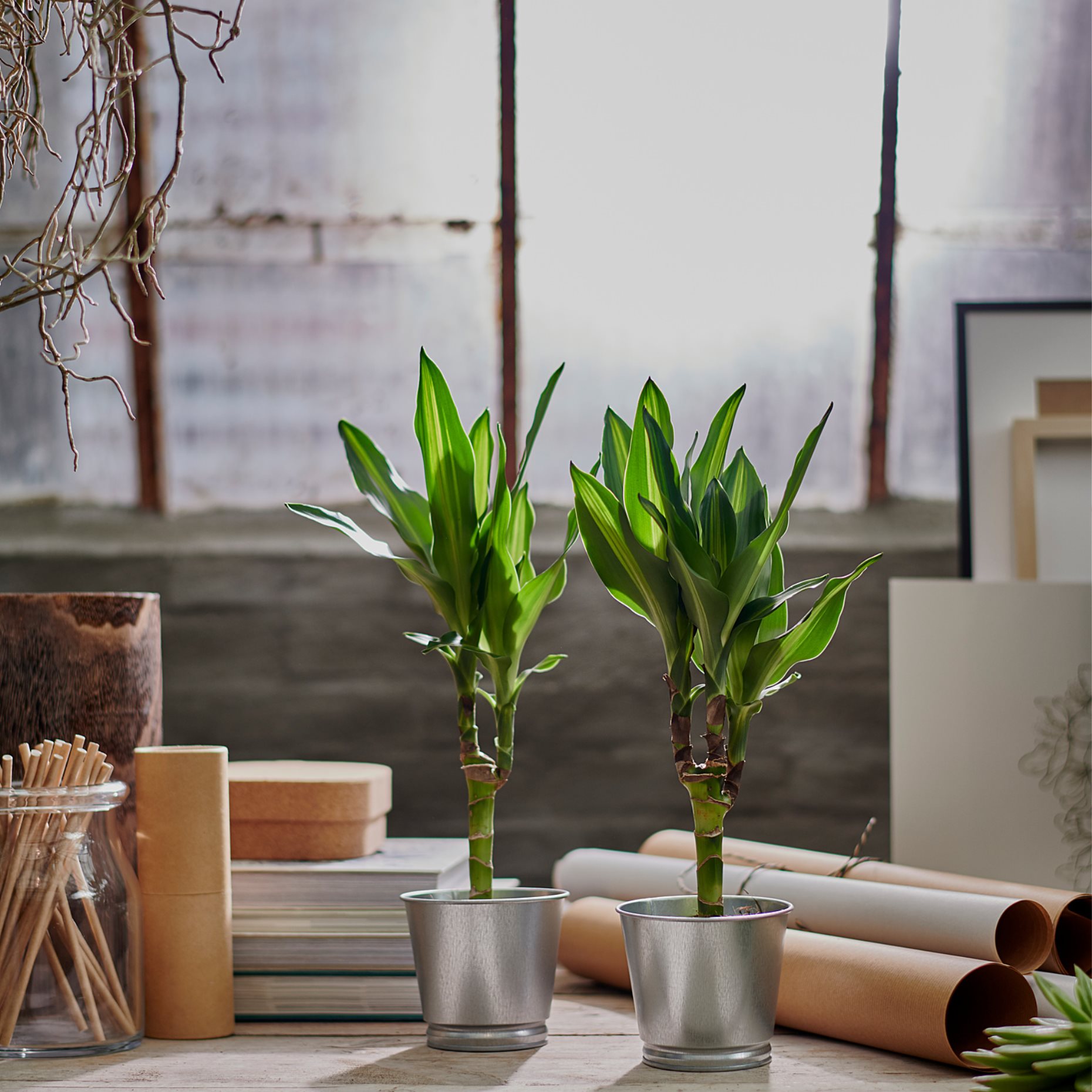 BINTJE, κασπό, 803.341.27