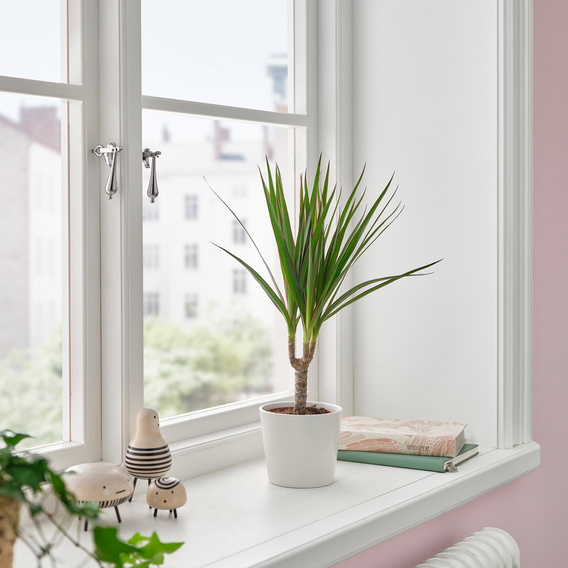 DRACAENA, potted plant/Dragon tree, 9 cm, 805.986.89