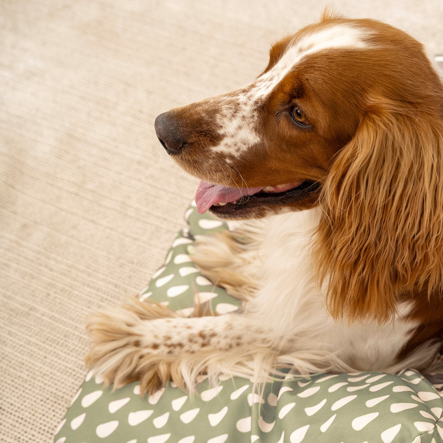 UTSADD, pet cushion, 64x102 cm, 806.236.79