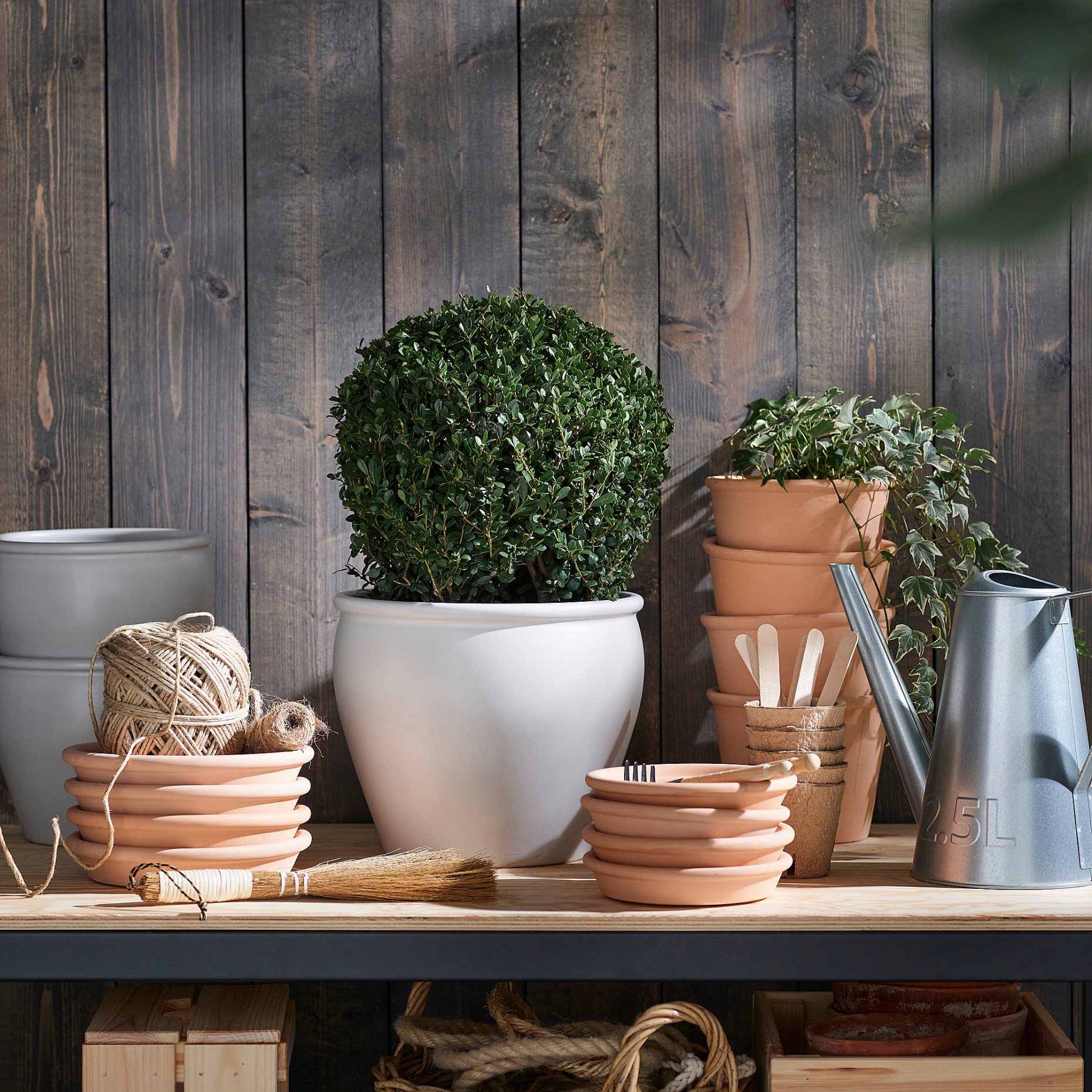 ILEX, φυτό σε γλάστρα/Πουρνάρι, 21 cm, 806.239.95