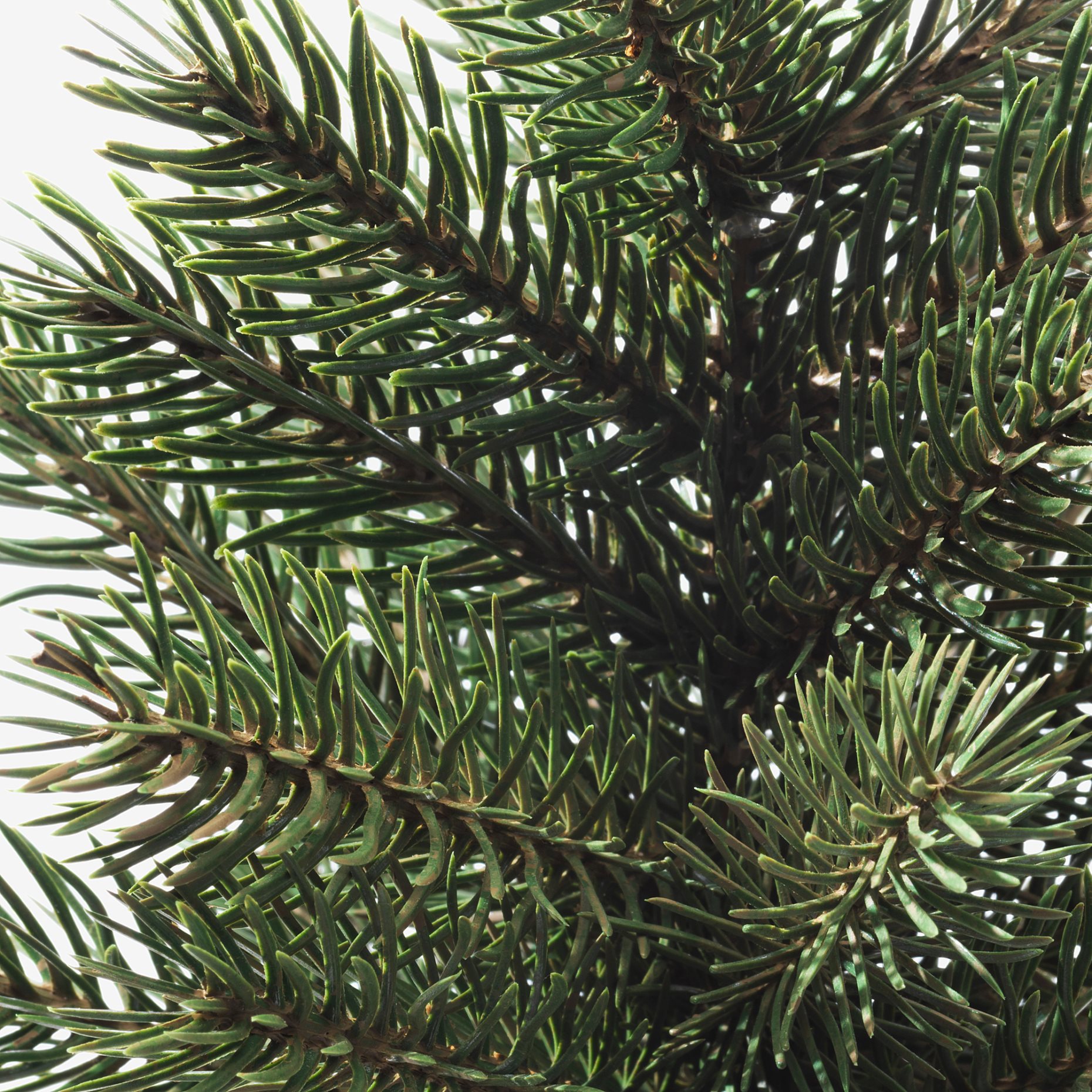 VINTERFINT, τεχνητό φυτό σε γλάστρα/εσωτερικού/εξωτερικού χώρου/Χριστουγεννιάτικο δέντρο, 9 cm, 905.521.67