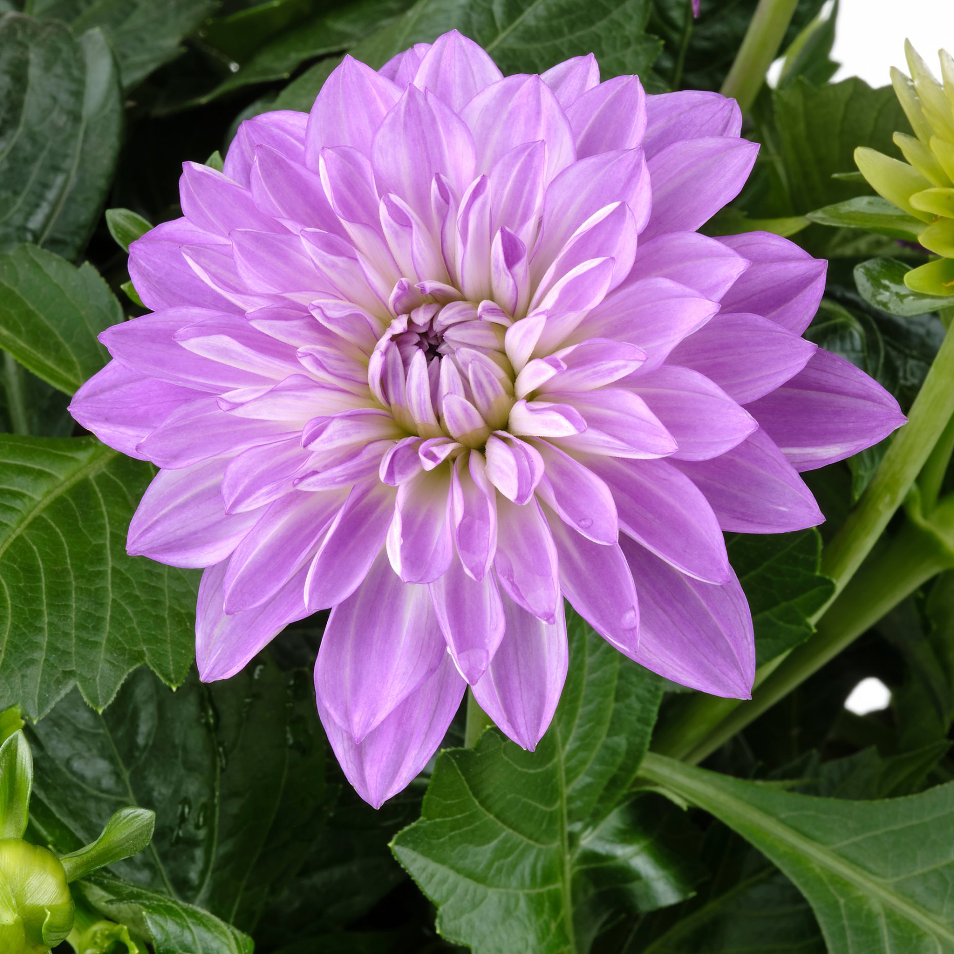 DAHLIA, φυτό σε γλάστρα/Ντάλια, 23 cm, 905.532.56