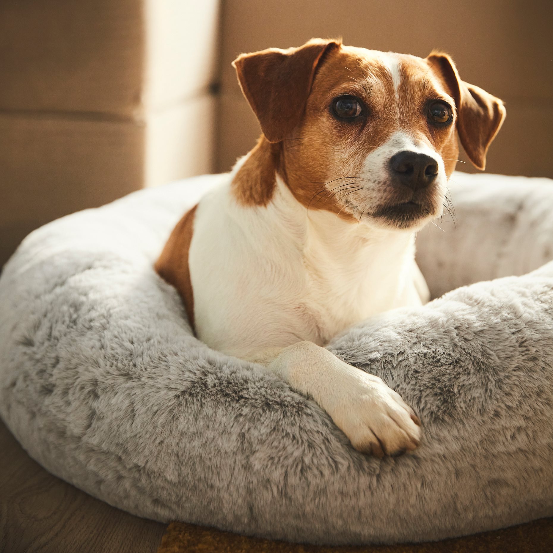 UTSADD, κρεβάτι για κατοικίδιο/M, 65 cm, 905.705.81