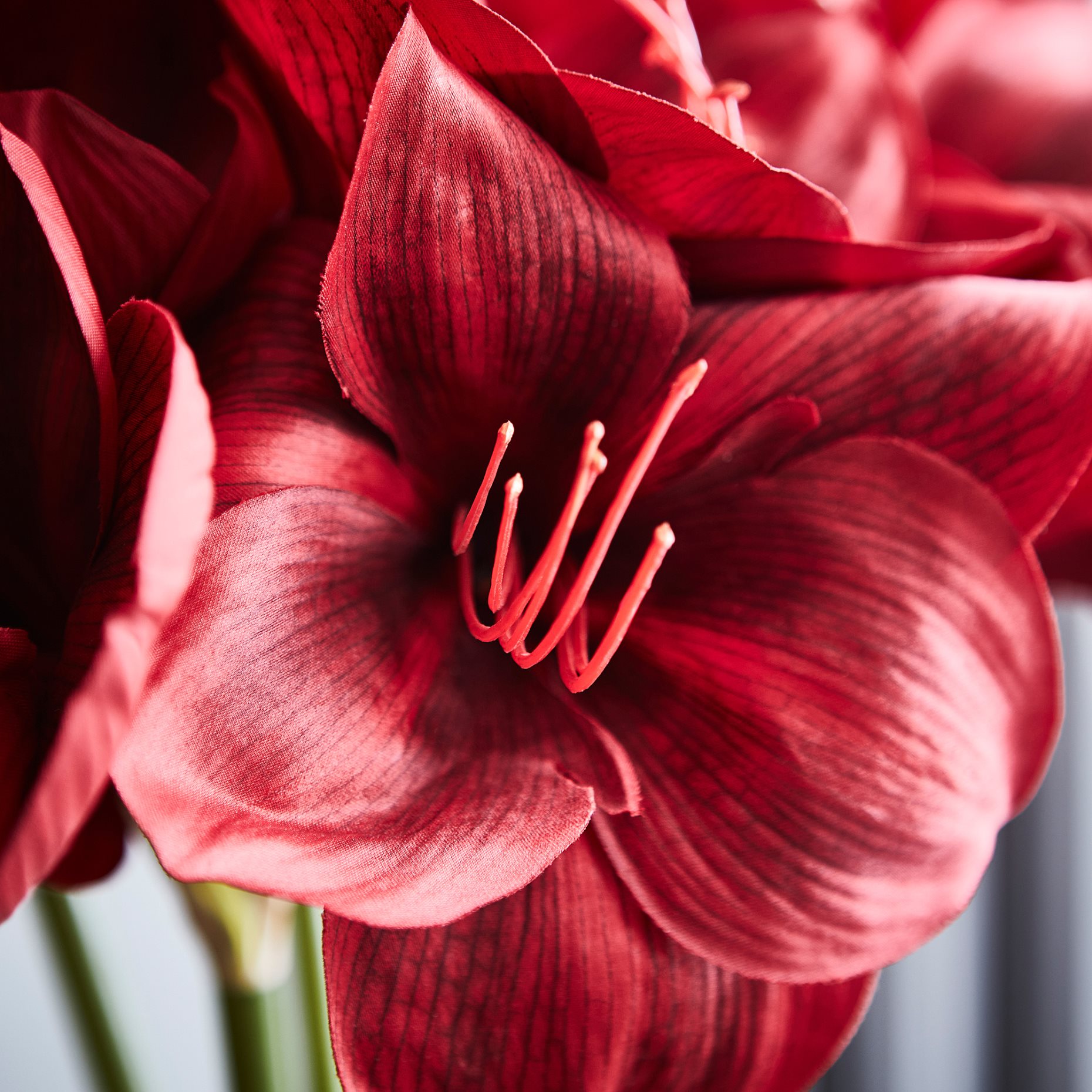 VINTERFINT, artificial flower in/outdoor/Amaryllis, 60 cm, 906.365.15