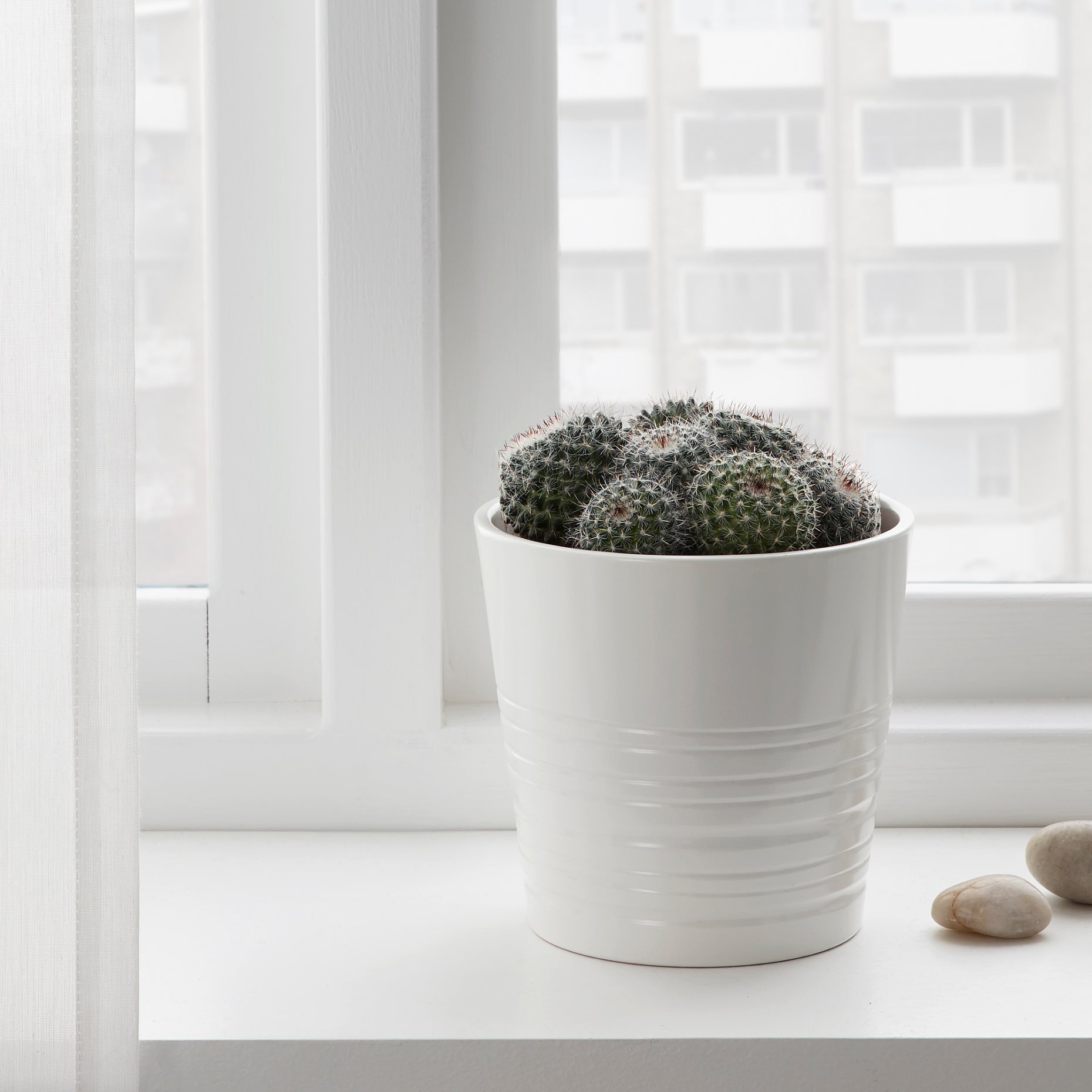 CACTACEAE, potted plant, 003.109.60