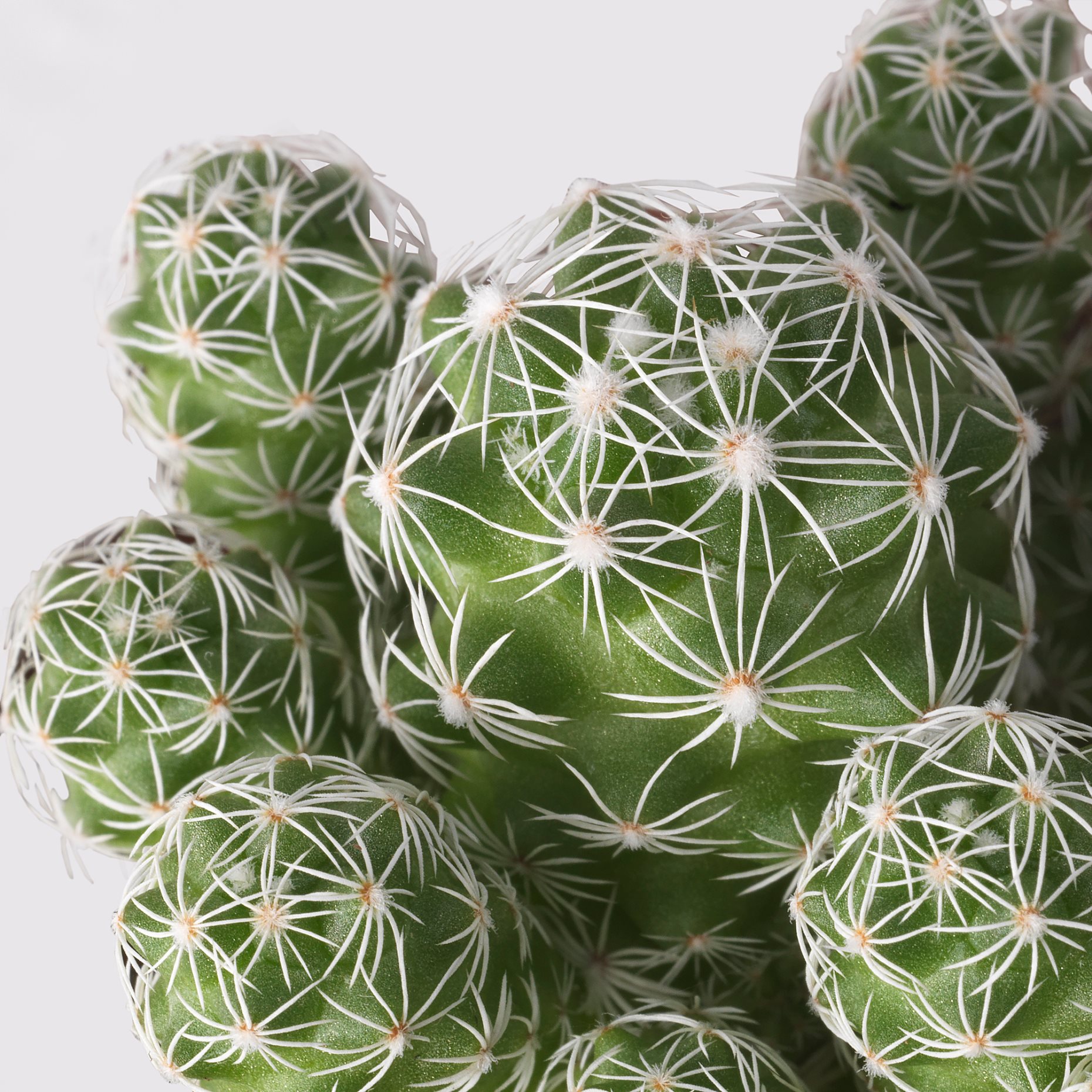 CACTACEAE, potted plant, 003.109.60