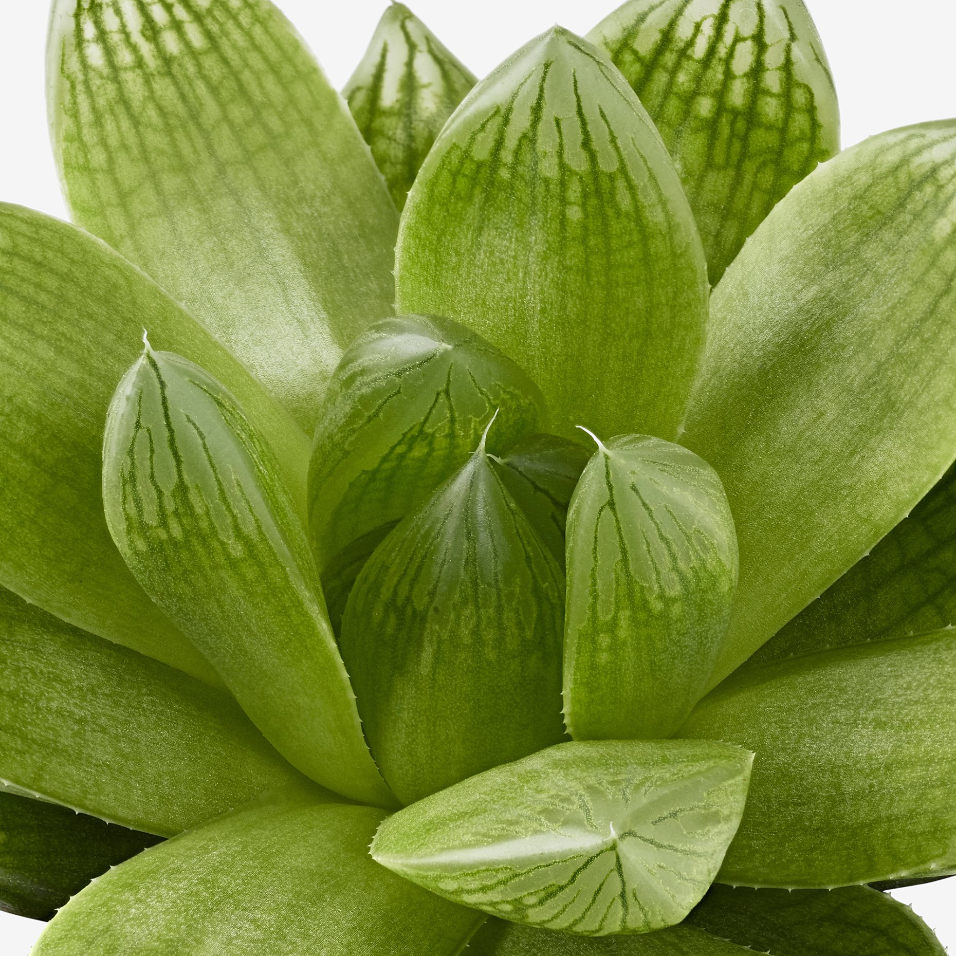 SUCCULENT, Φυτό, 103.110.06