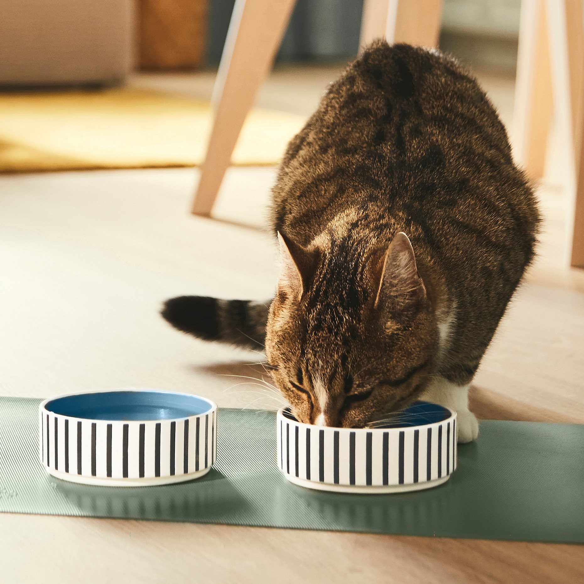UTSADD, pet bowl, 11 cm, 105.692.04