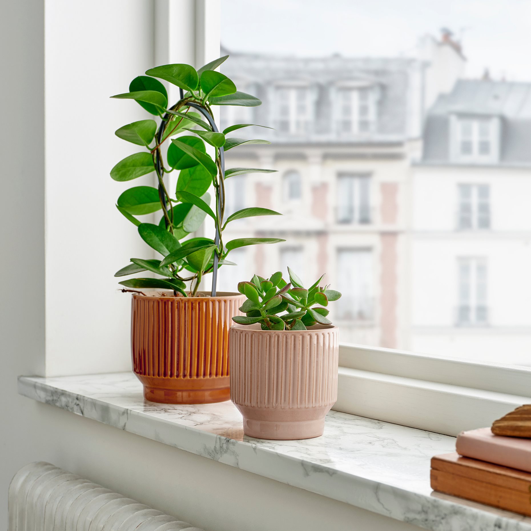 HONUNGSPALM, plant pot in/outdoor, 9 cm, 105.957.88